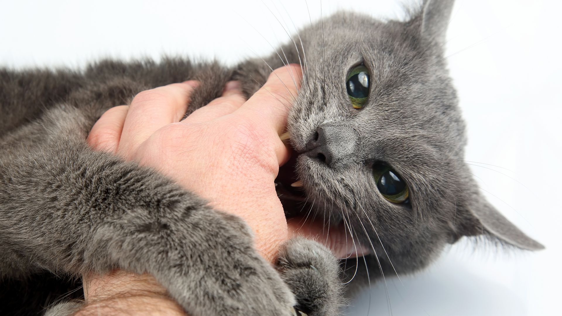 Katze beißt in Finger.