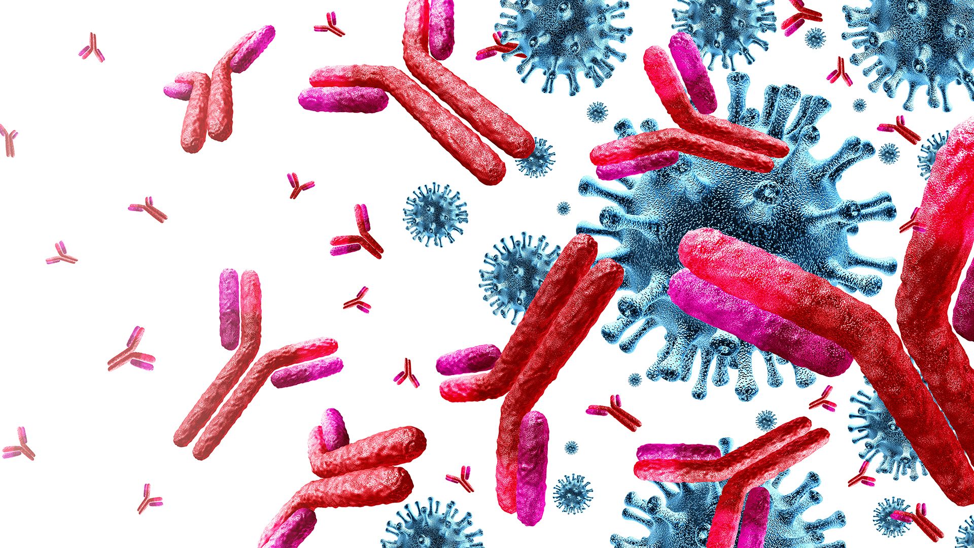 Immunreaktion mit Viren und Antikörpern.