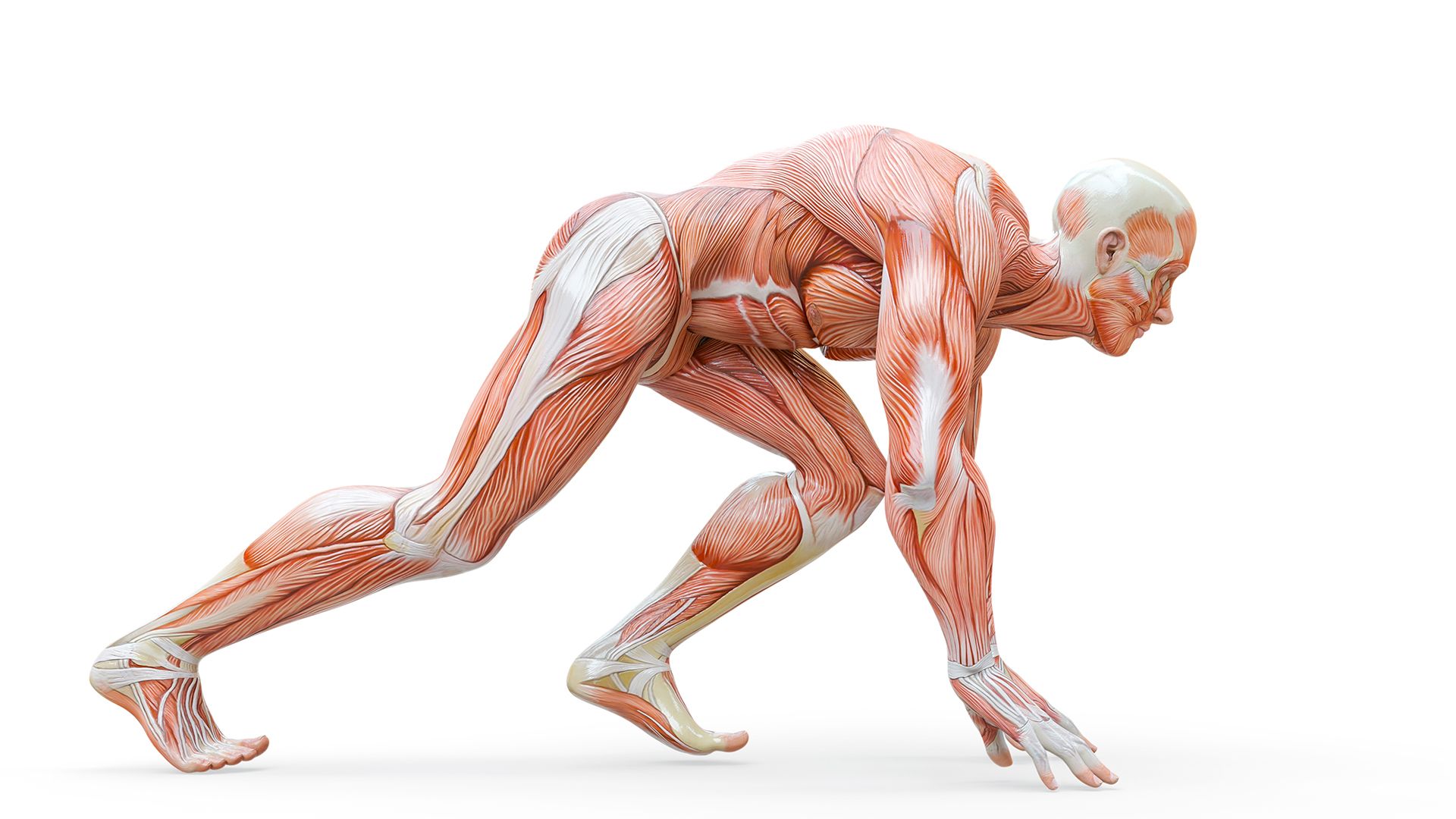 Muskelmensch Anatomie