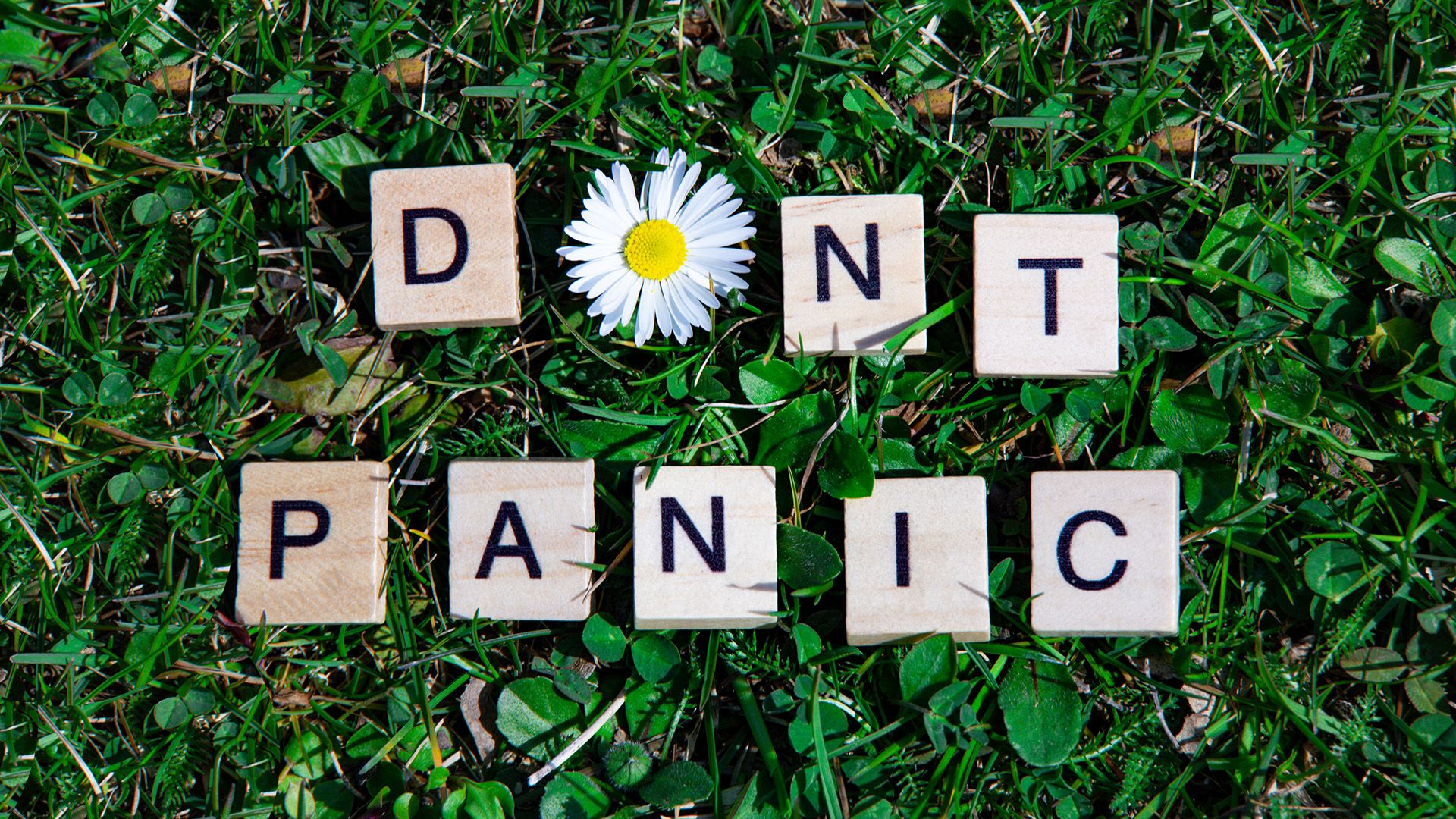 Dont' panic Buchstaben Würfel auf einer Wiese mit Gänseblümchen.