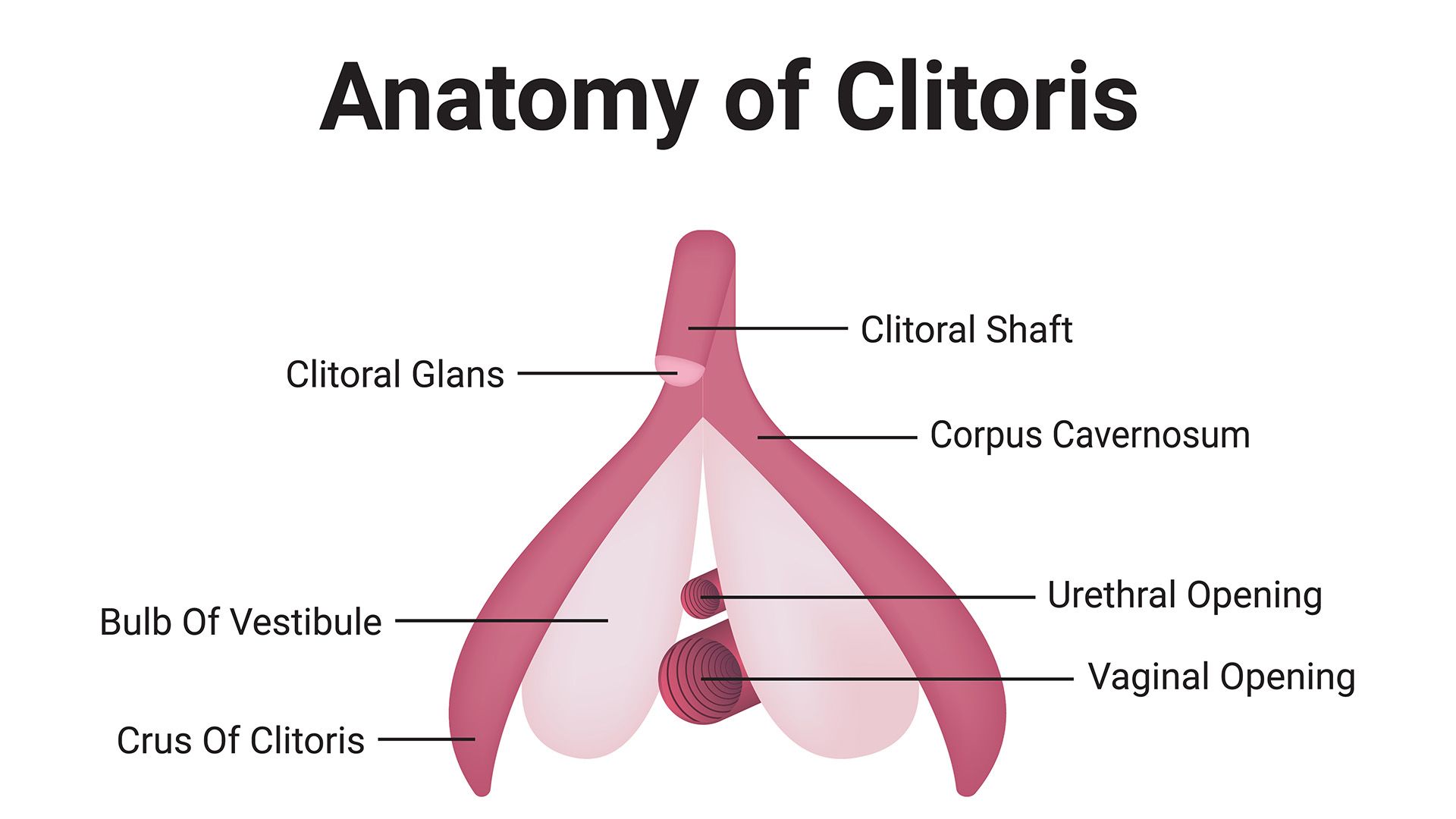 Anatomie der Klitoris.