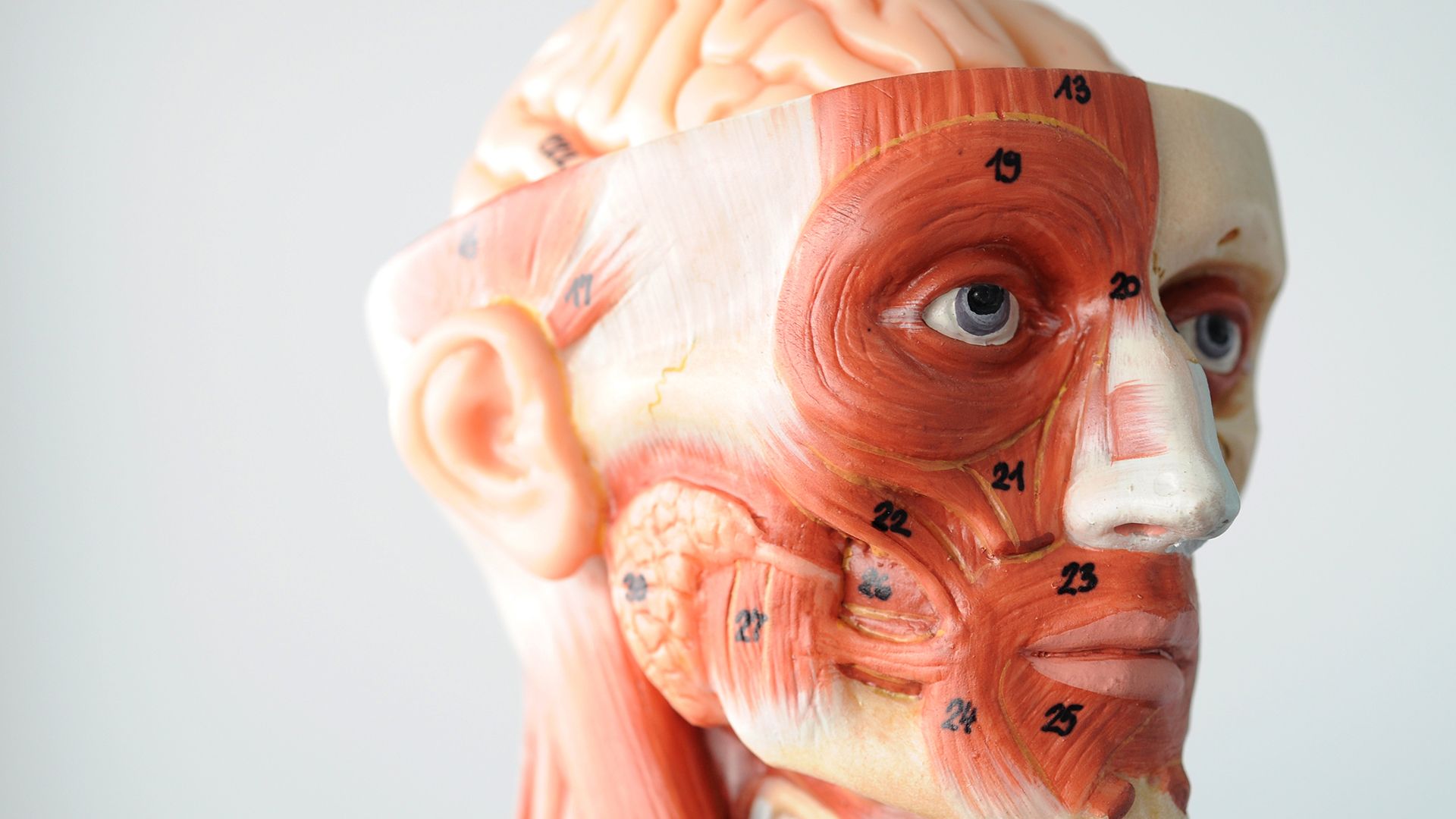 Anatomie Modell Kopf