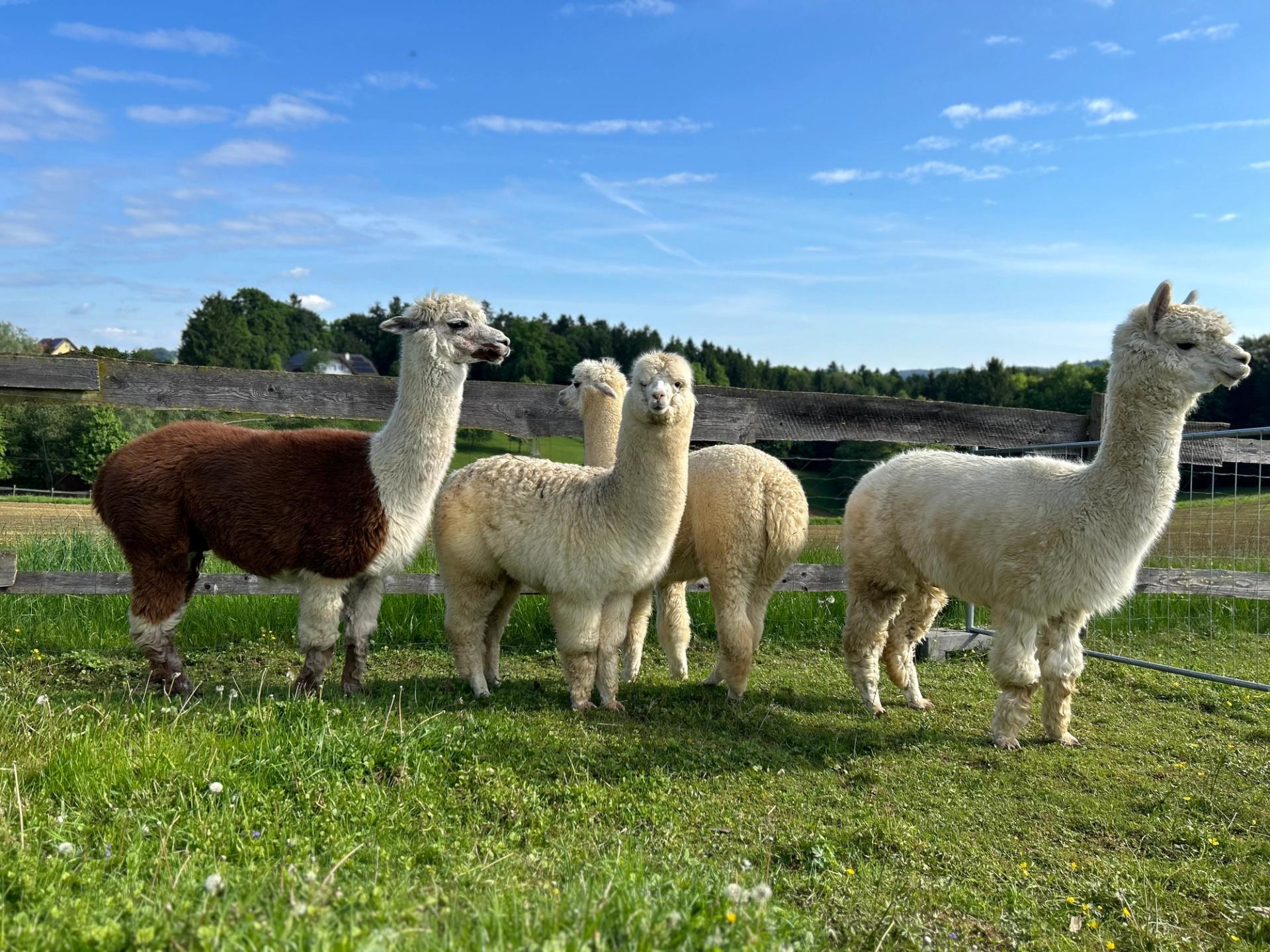 Deine Übernachtung in der Nähe eines Alpakahofs!