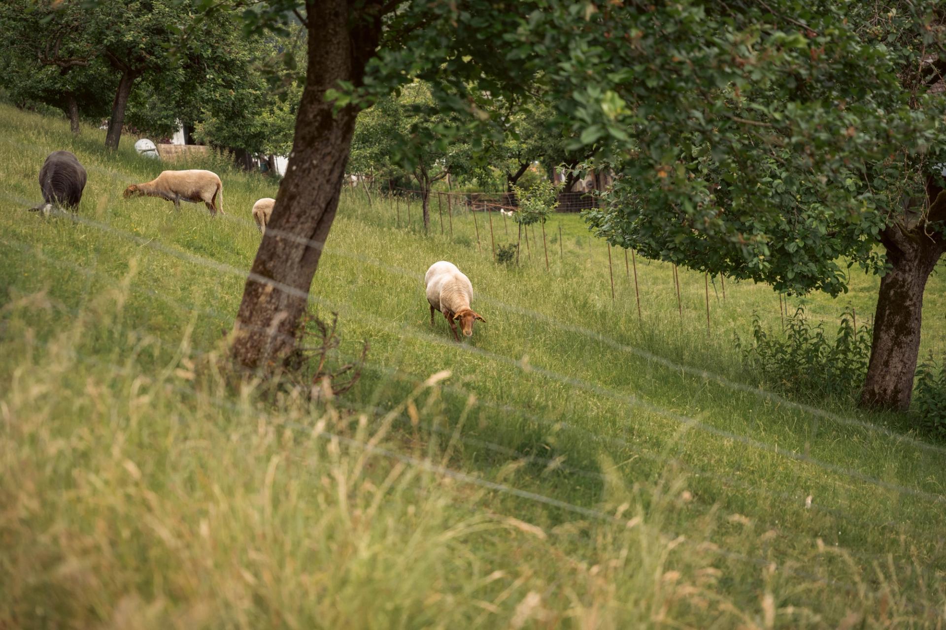 Schafweide | Raus