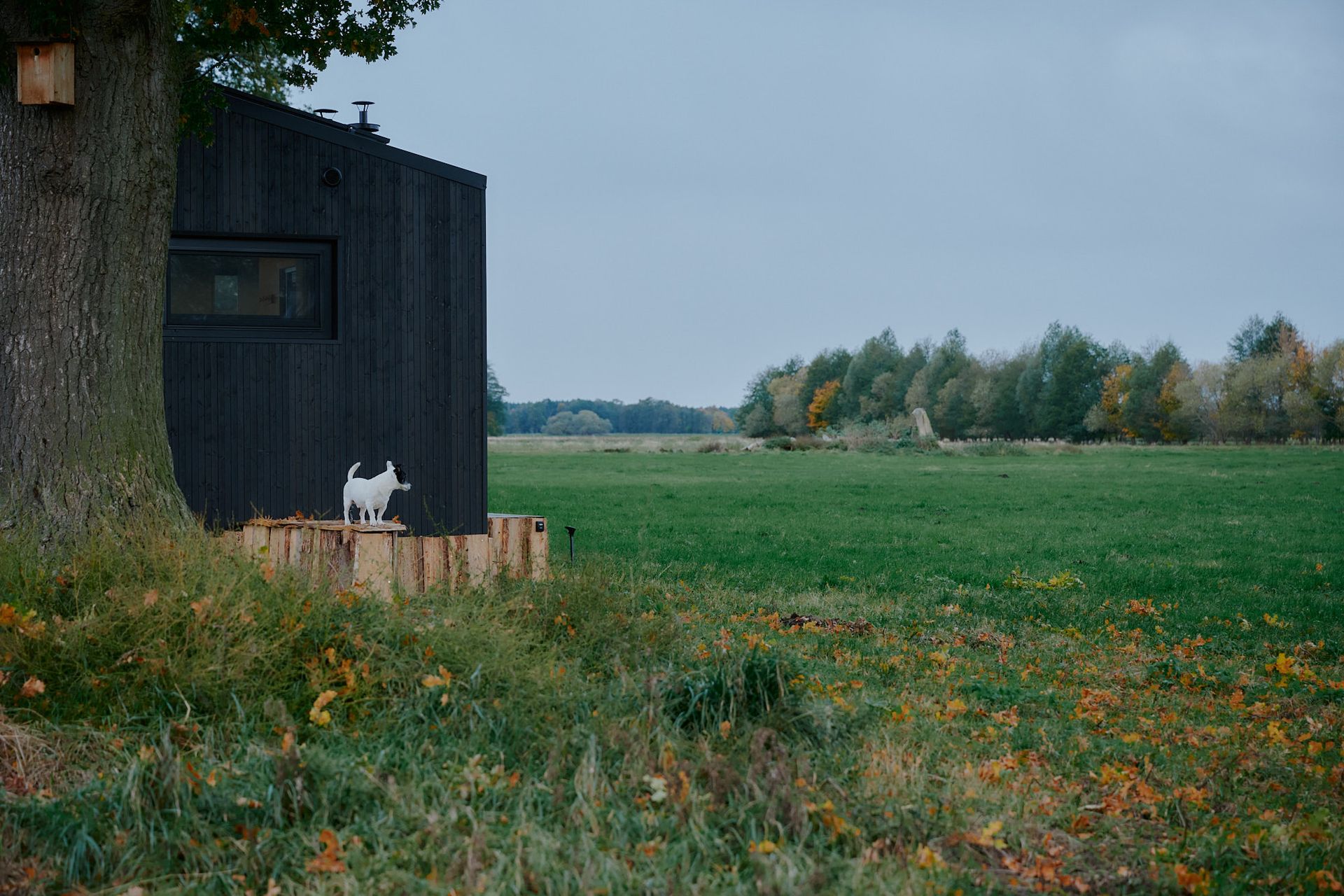 Vacation with your best friend! These cabins are dog-friendly.