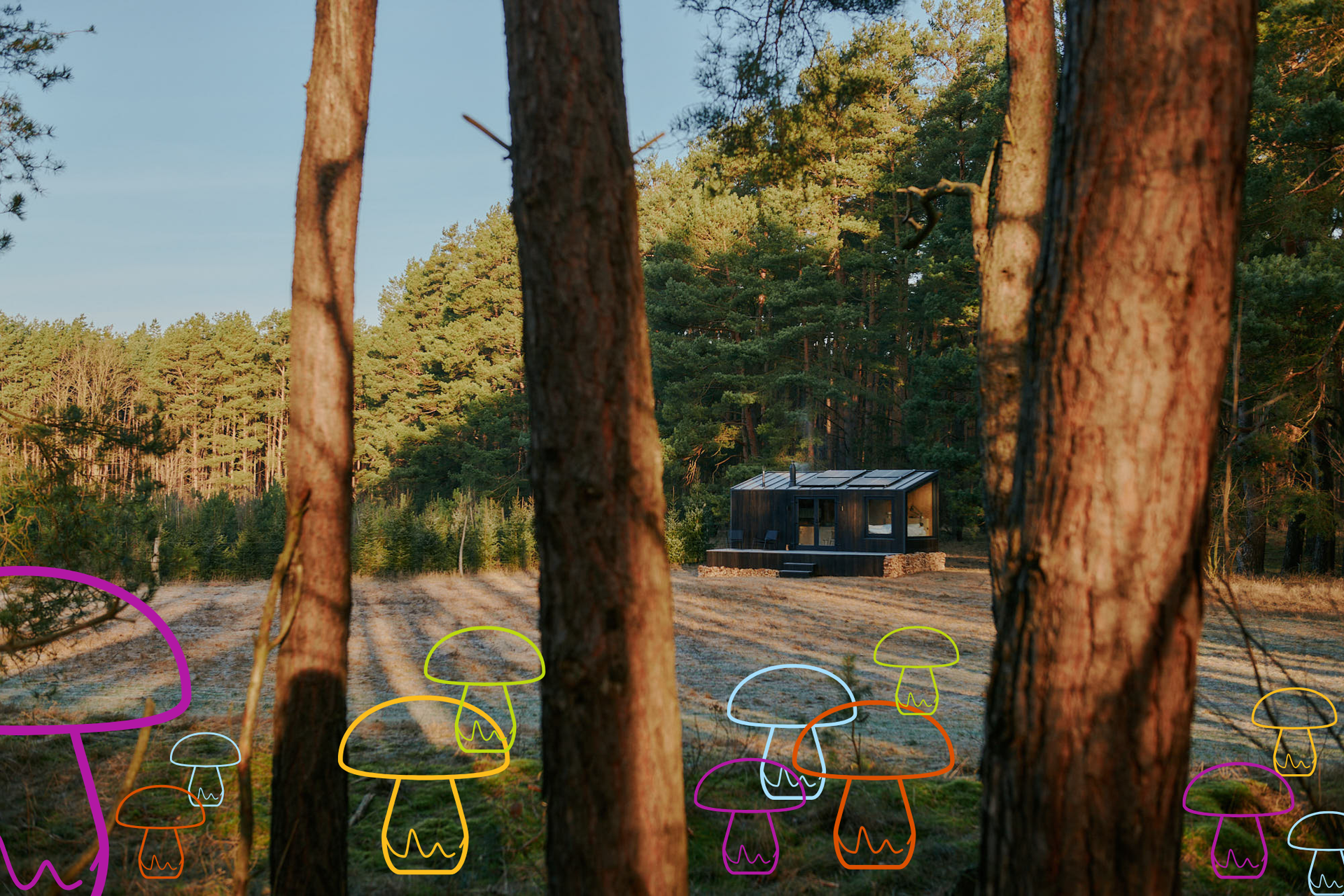 Let’s go mushrooming: your guide to the forest’s hidden treasures!