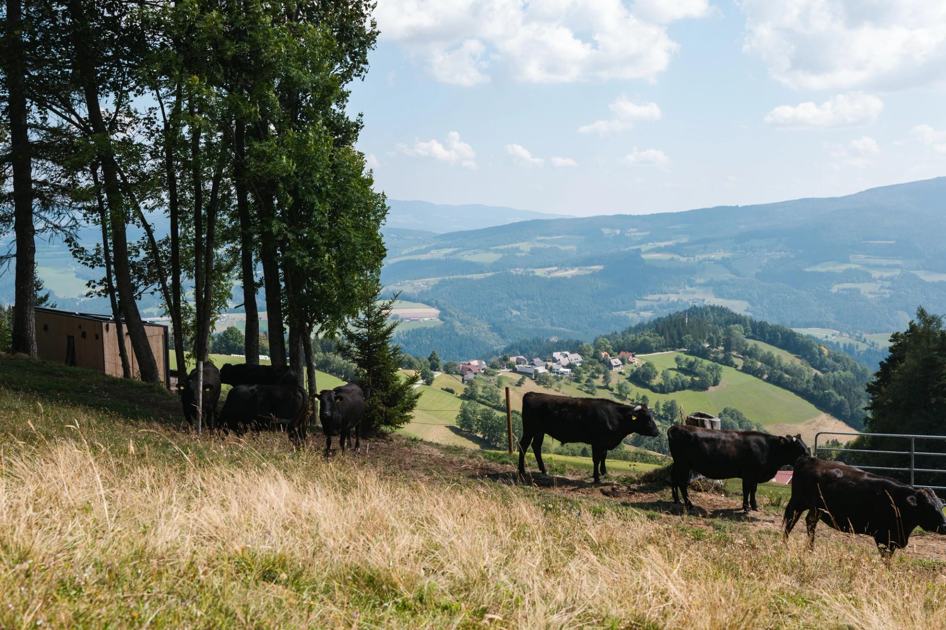Servus zusammen, entdecke unsere Cabins in Österreich!