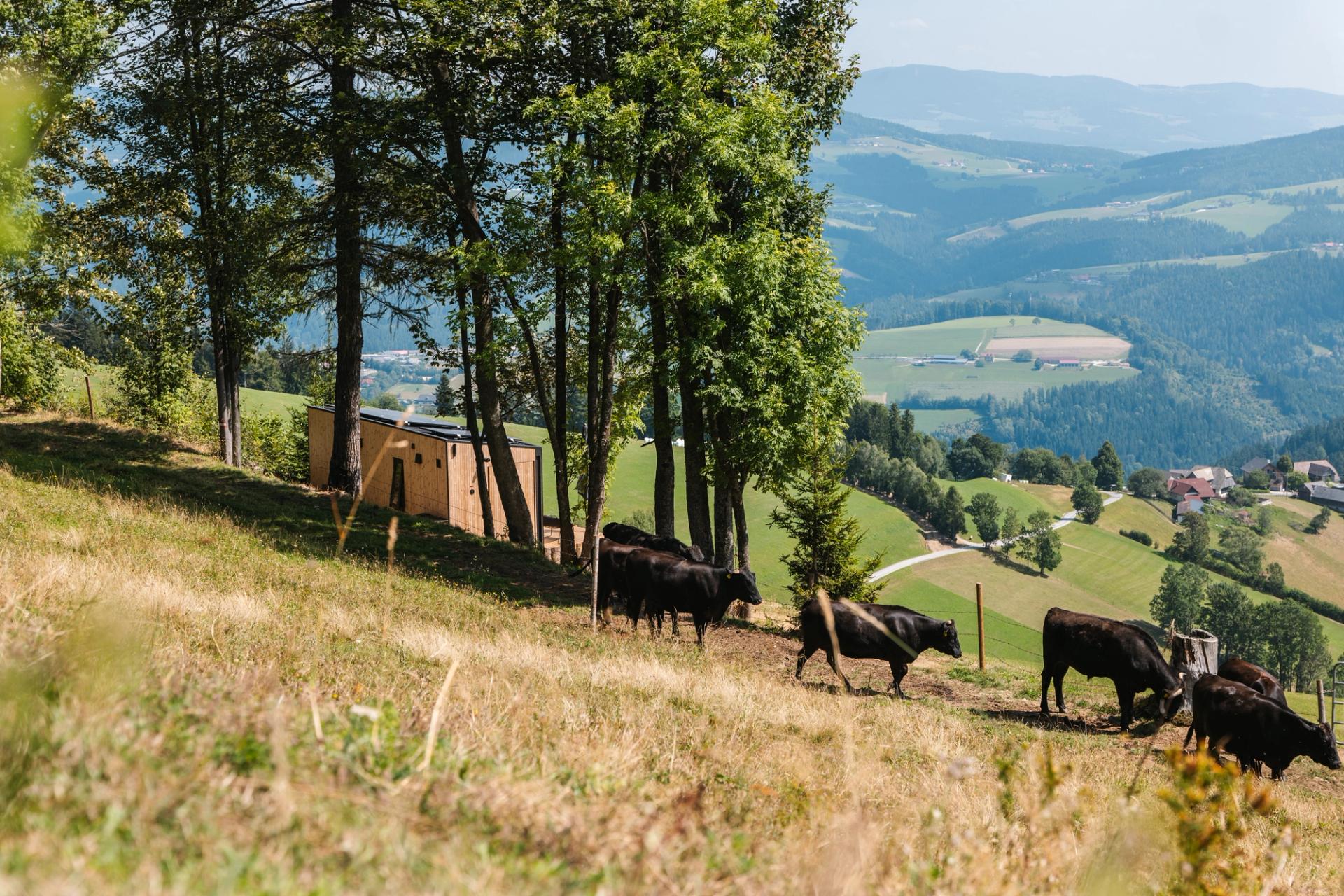 Servus, discover our cabins in Austria!