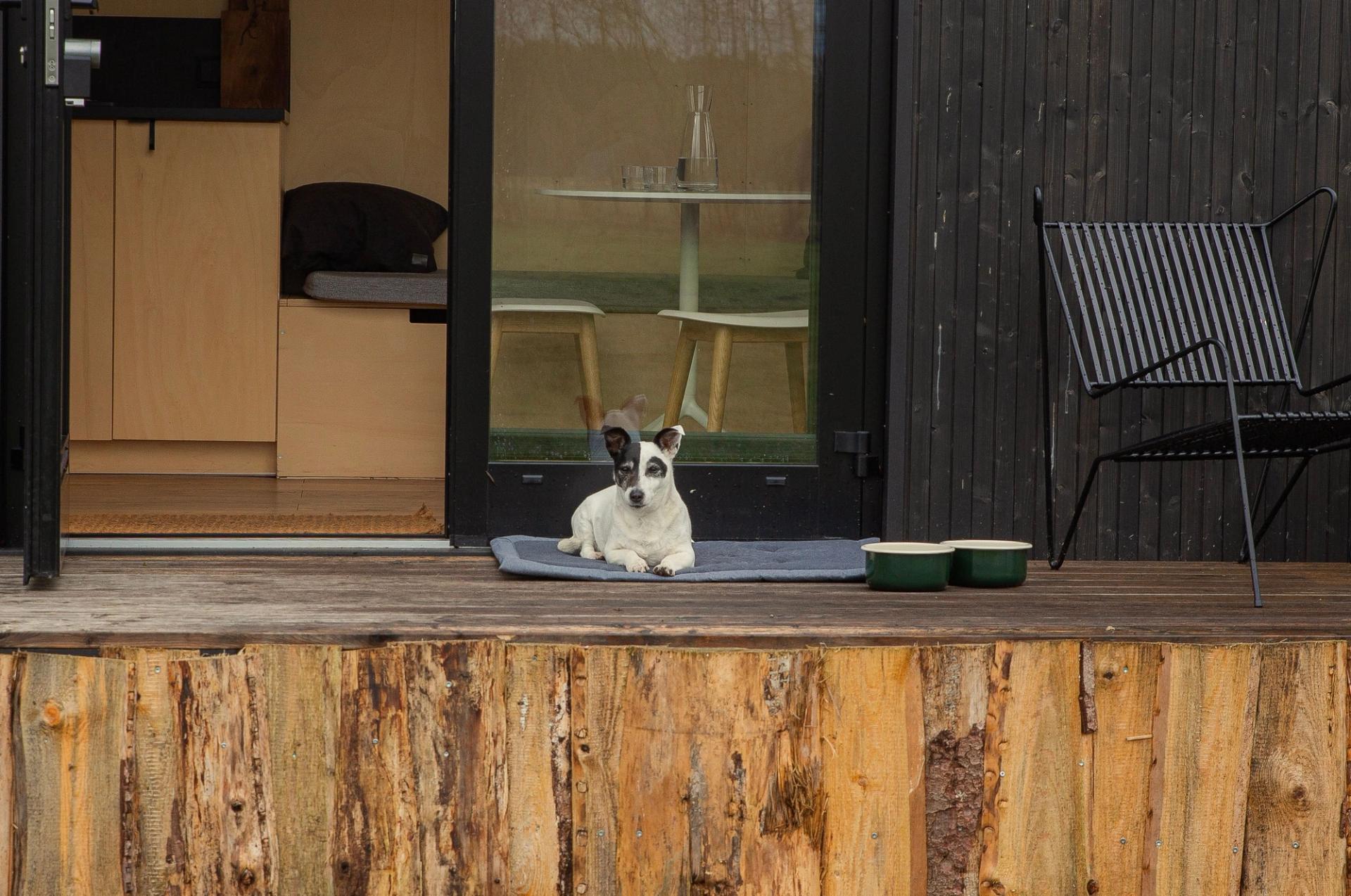 A small black-and-white dog lies on a dog mat on the terrace of a Raus glamping cabin in Germany, next to two food bowls, gazing into the distance.