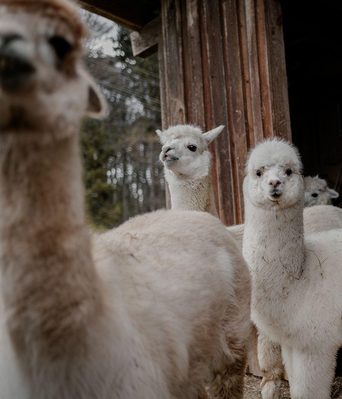 Hike with alpacas