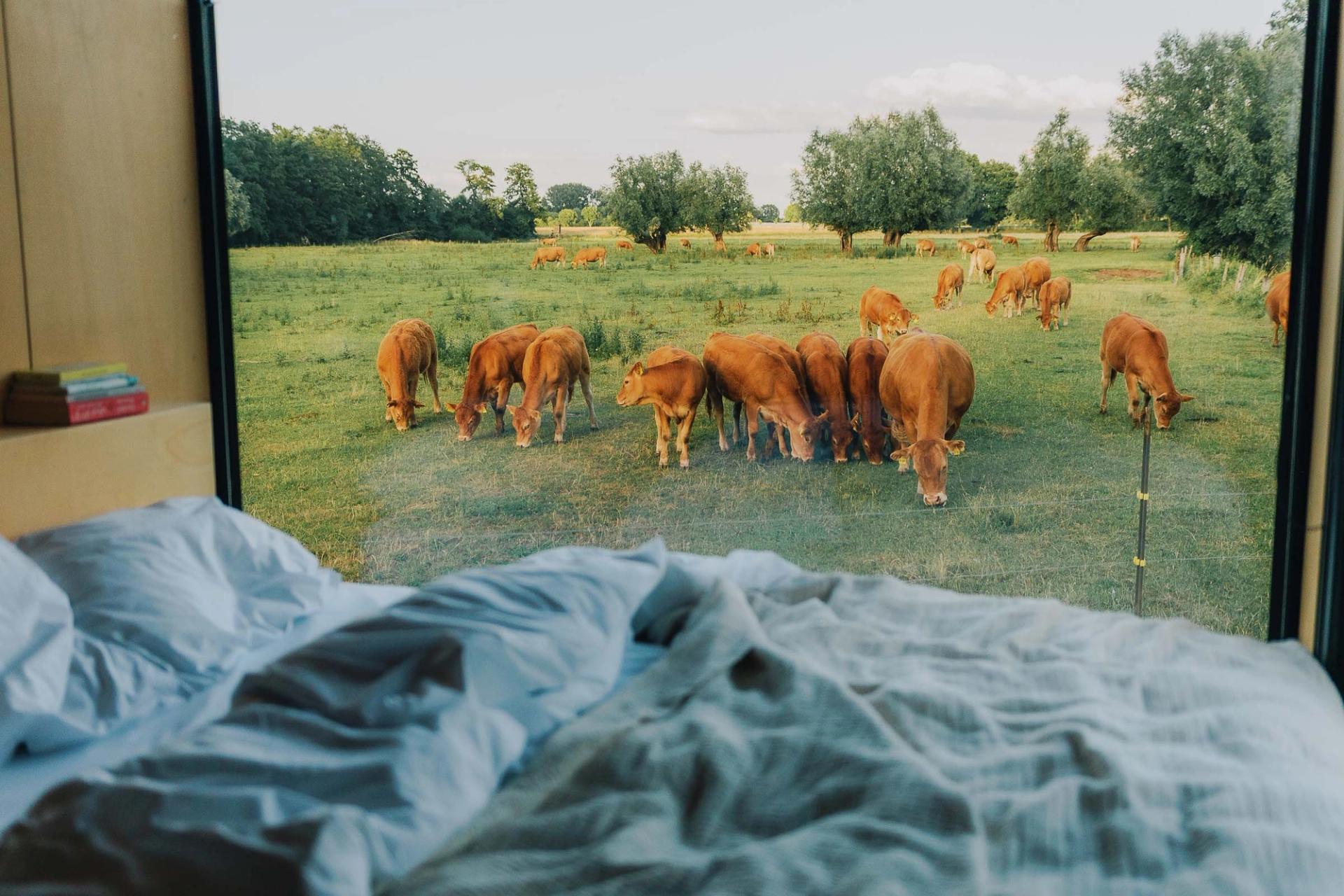 View from the tiny house through the panoramic window onto a herd of cows grazing in the meadow right outside.