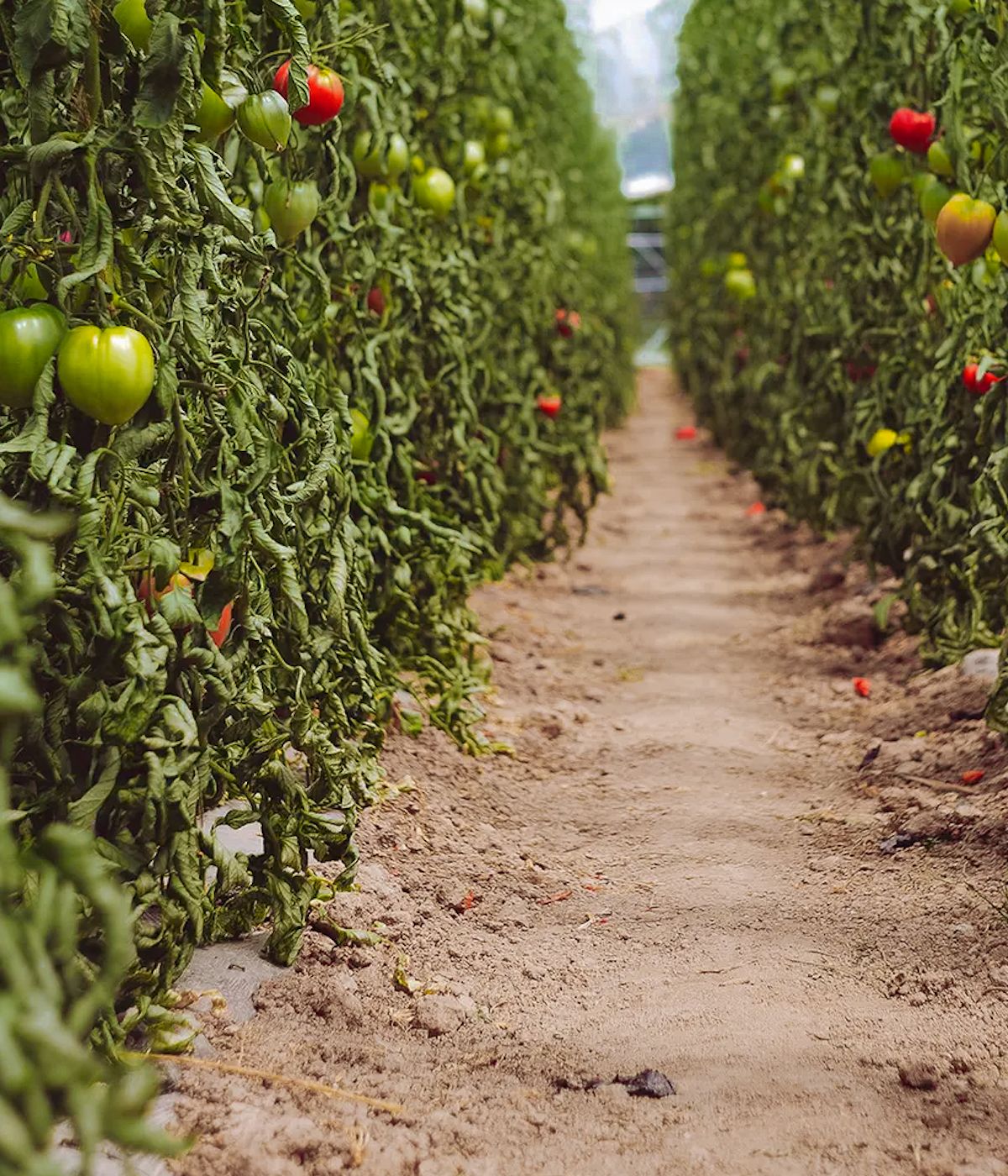 Guided tour through the vegetable garden