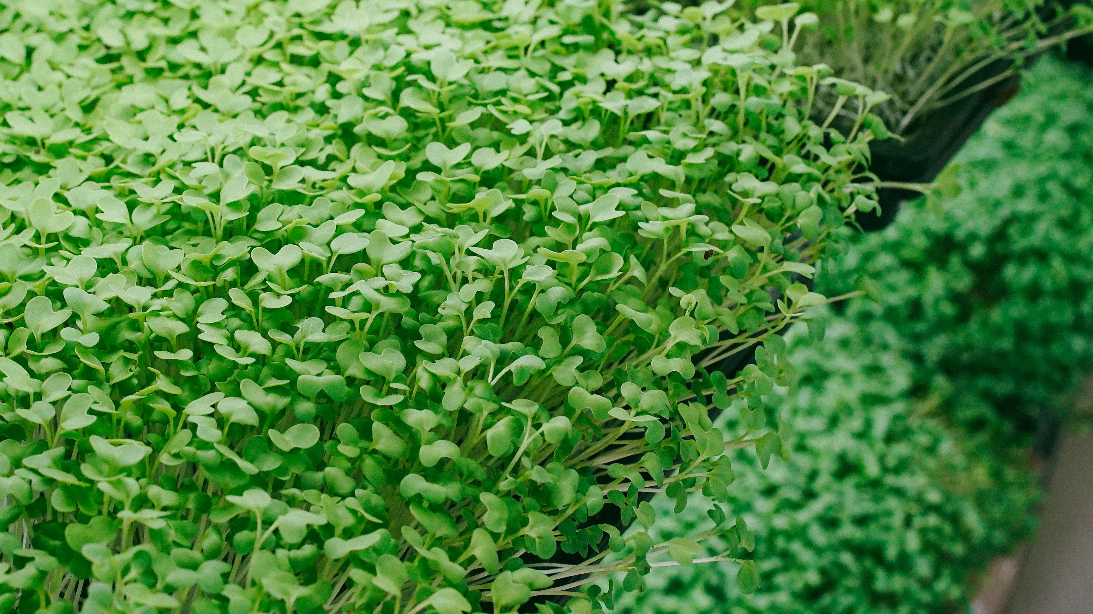Cultivo de microverdes da Litoral — foto 1