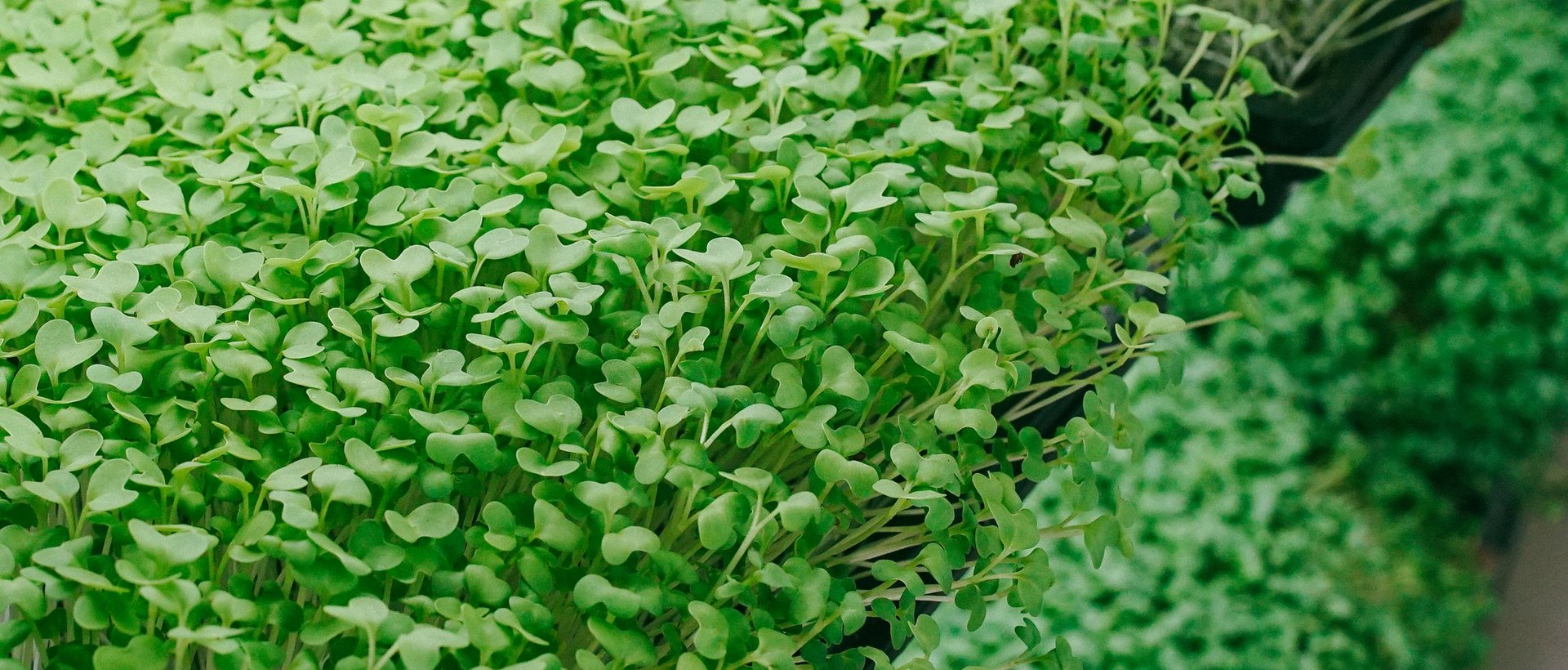 Cultivo de microverdes da Litoral — foto 1