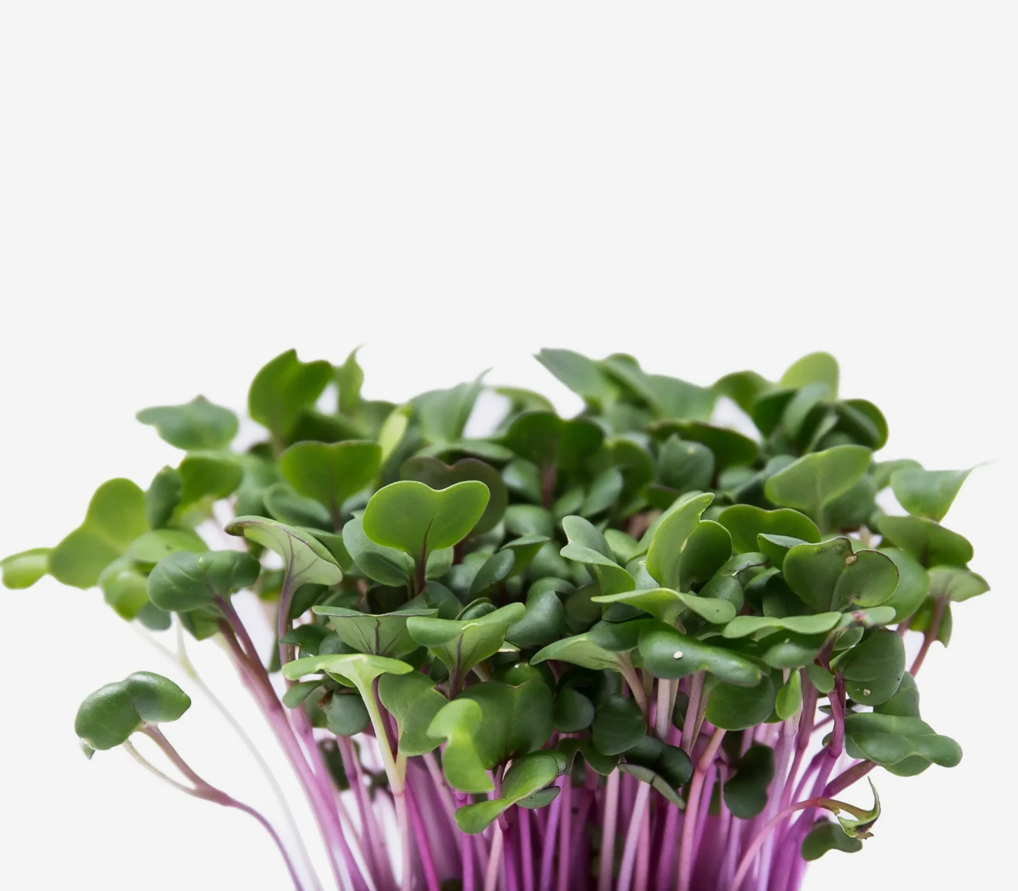 Microverde de Rabanete Rosa