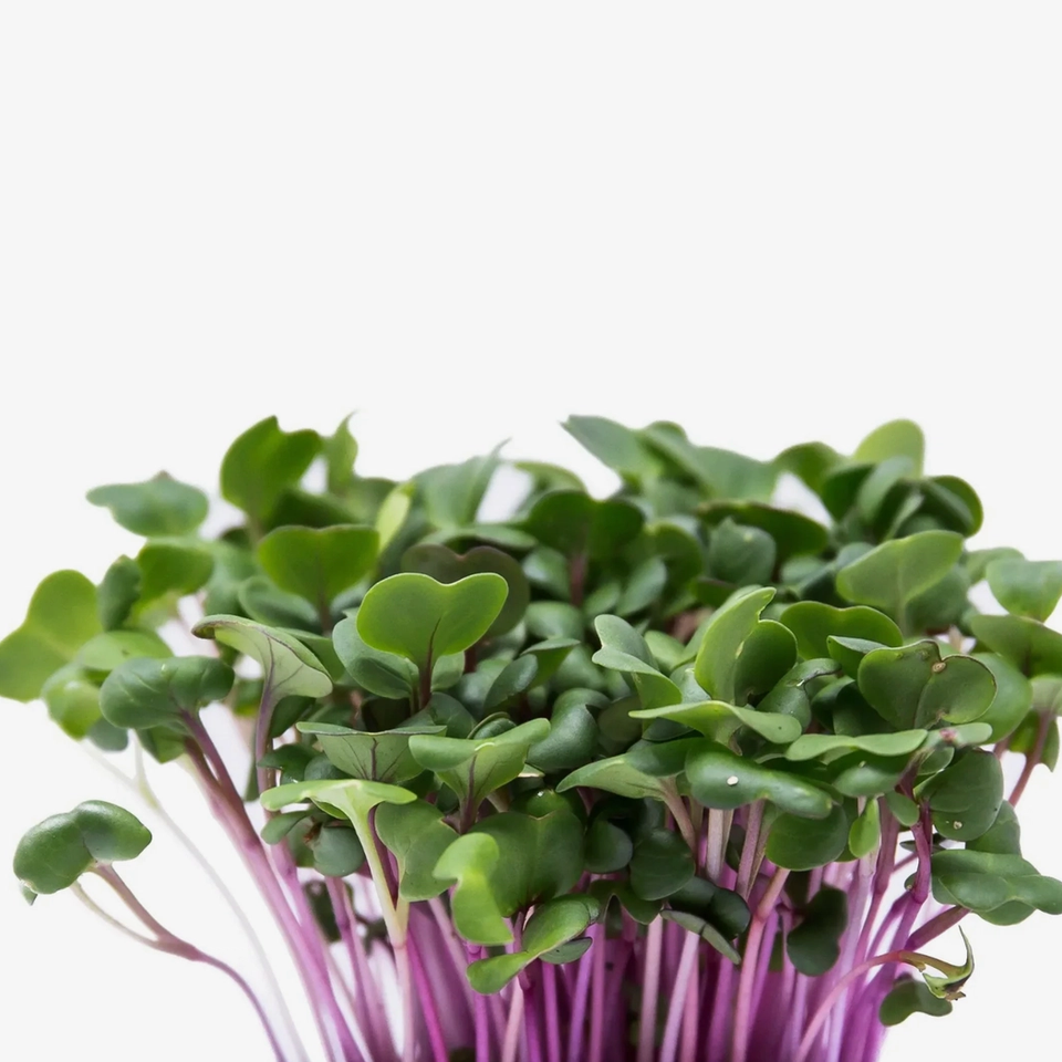 Microverde de Rabanete Rosa