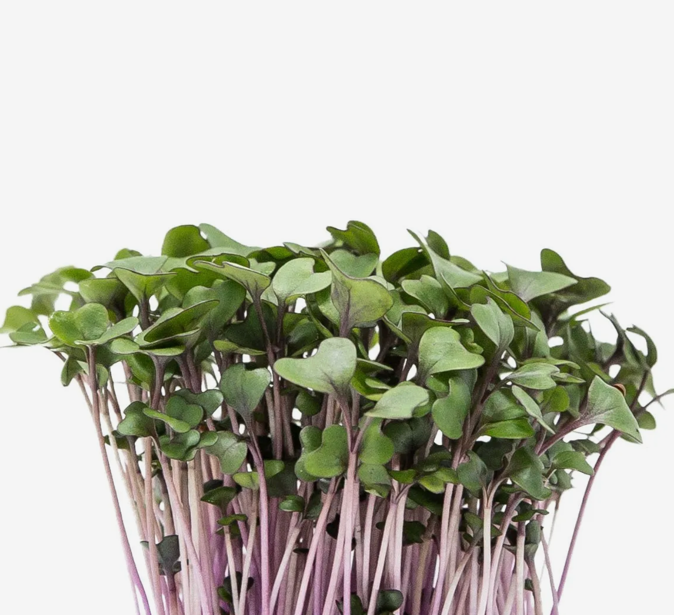 Microverde de Repolho Roxo