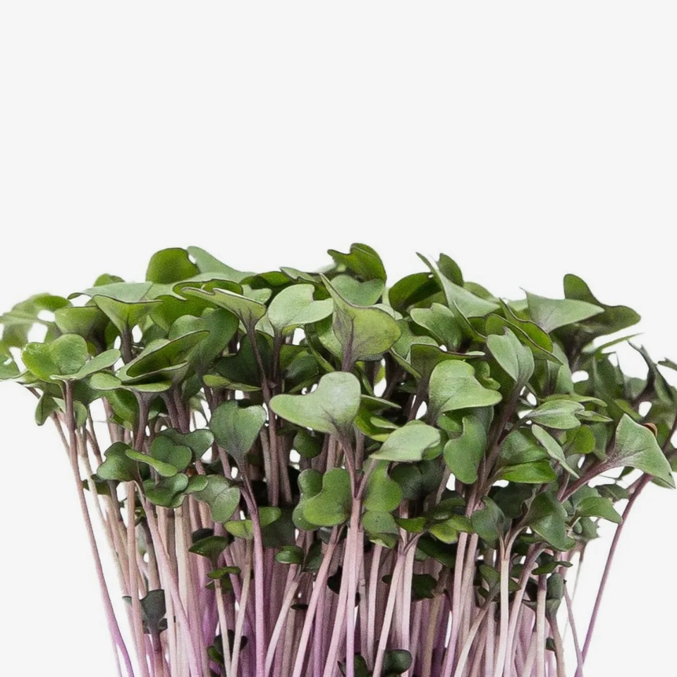 Microverde de Repolho Roxo