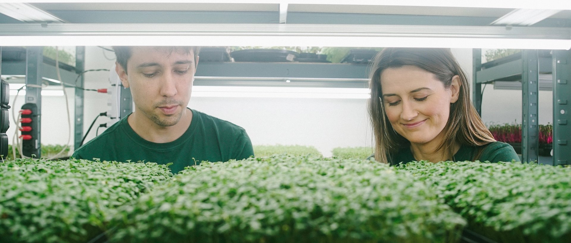 Cultivo de microverdes da Litoral — foto 2