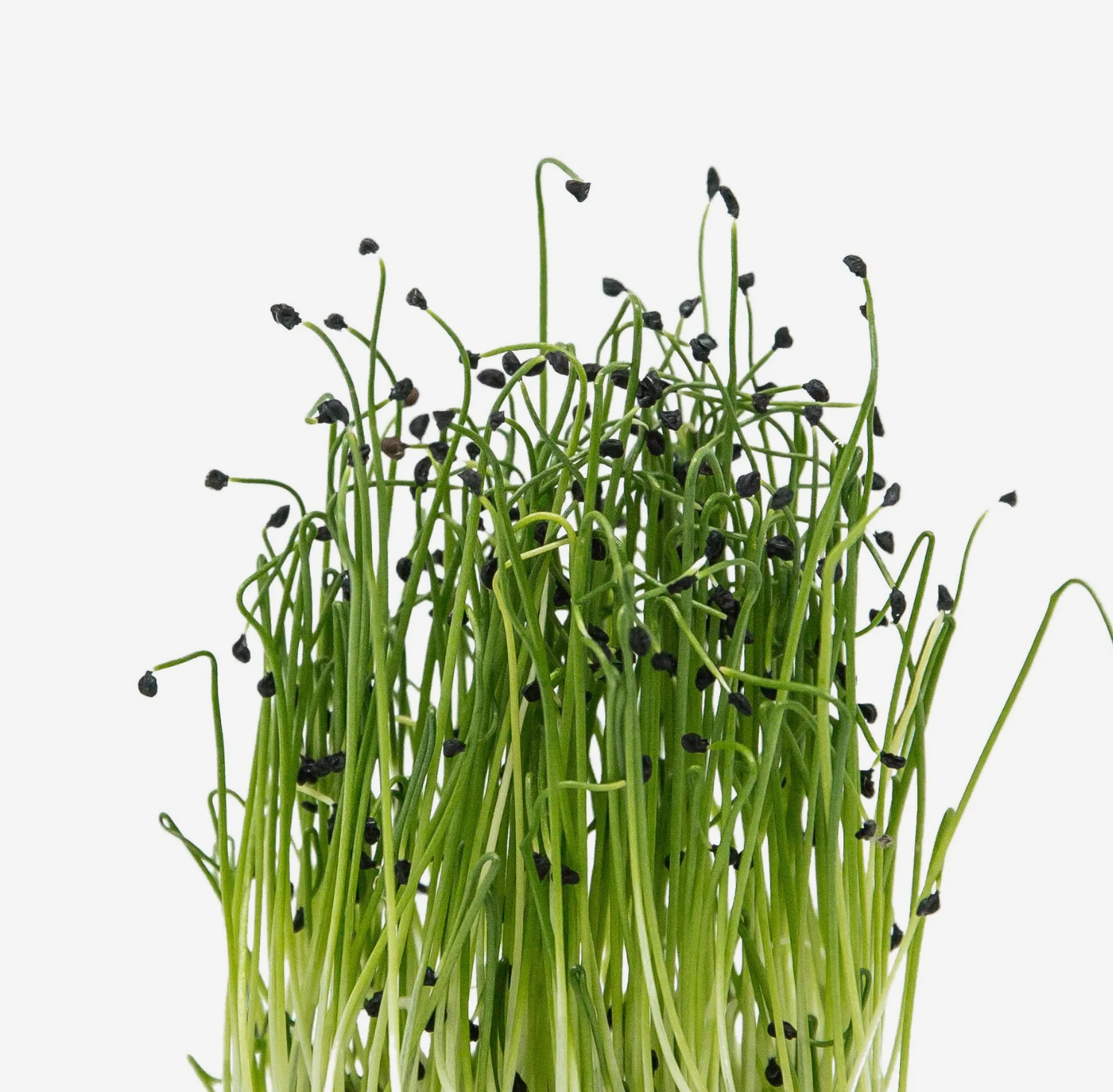 Microverdes de Cebolinha