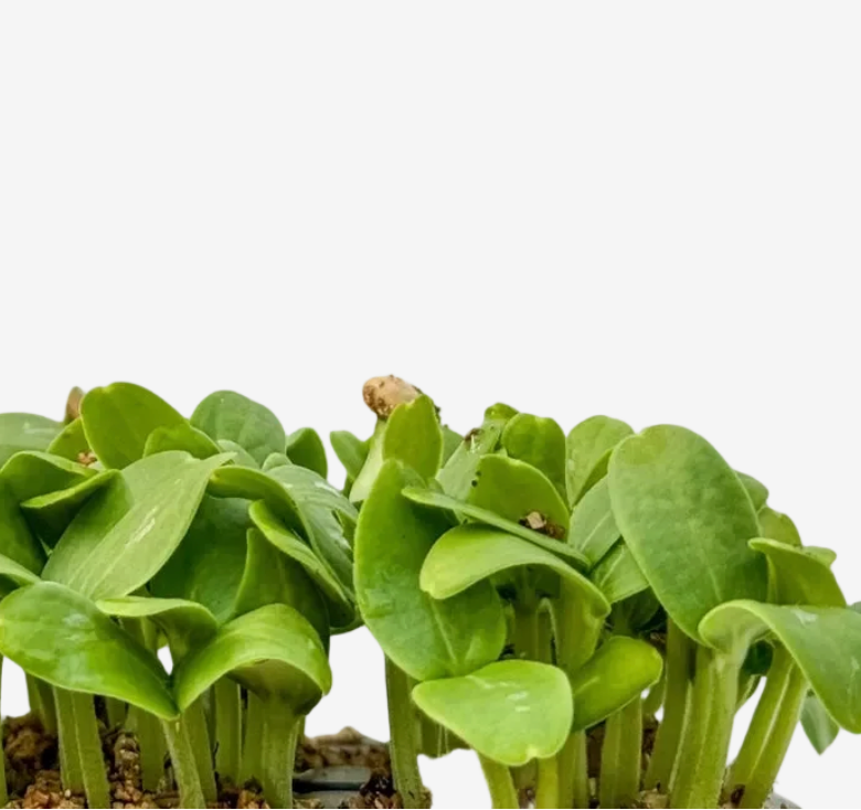Microverde de Melão