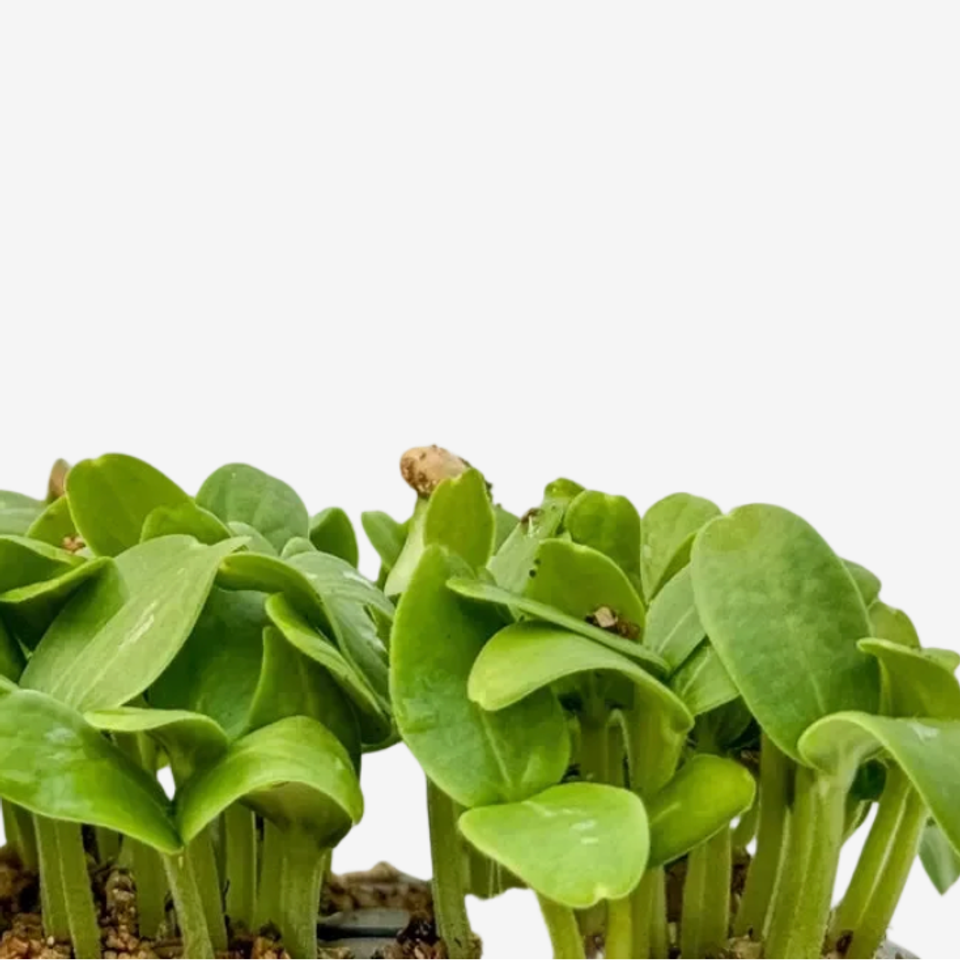 Microverde de Melão