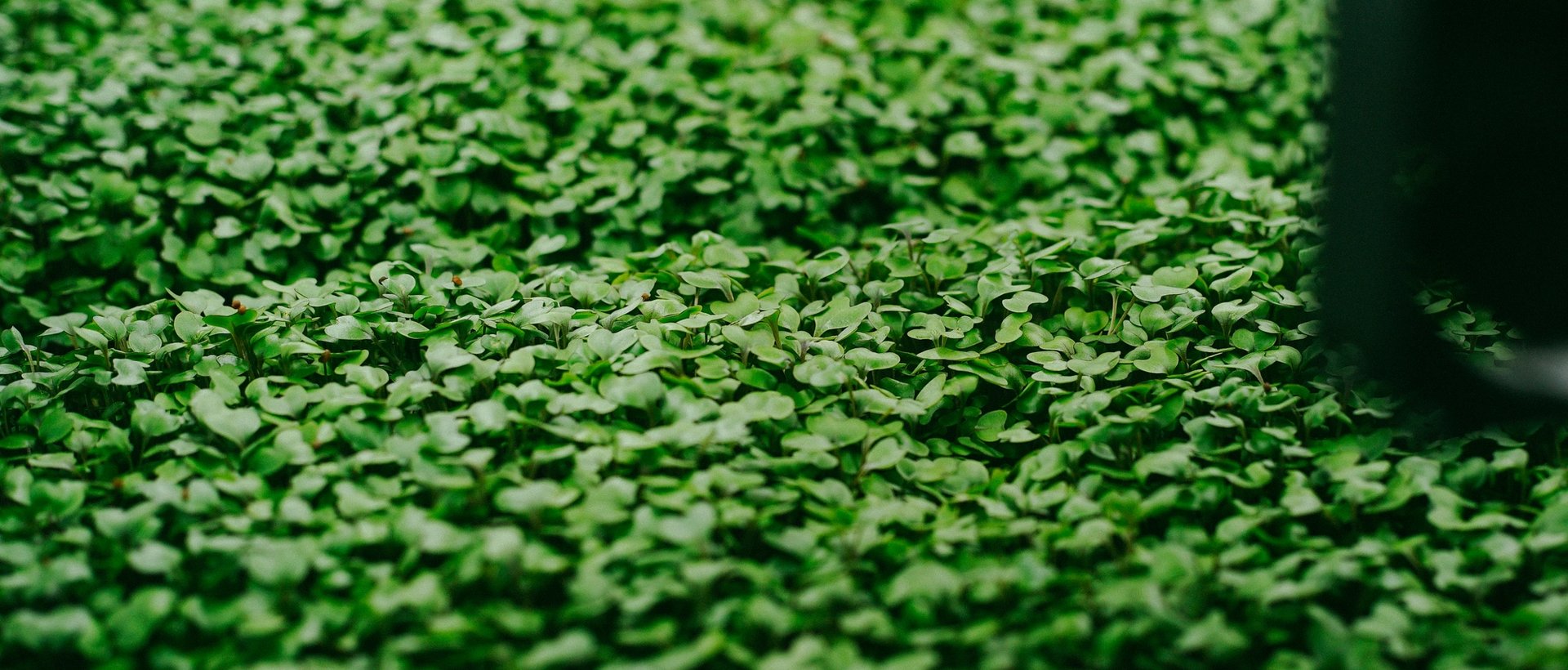 Cultivo de microverdes da Litoral — foto 5