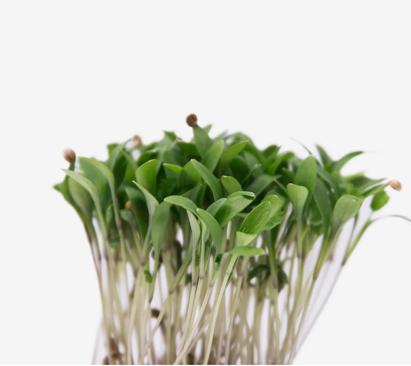 Microverde de Coentro