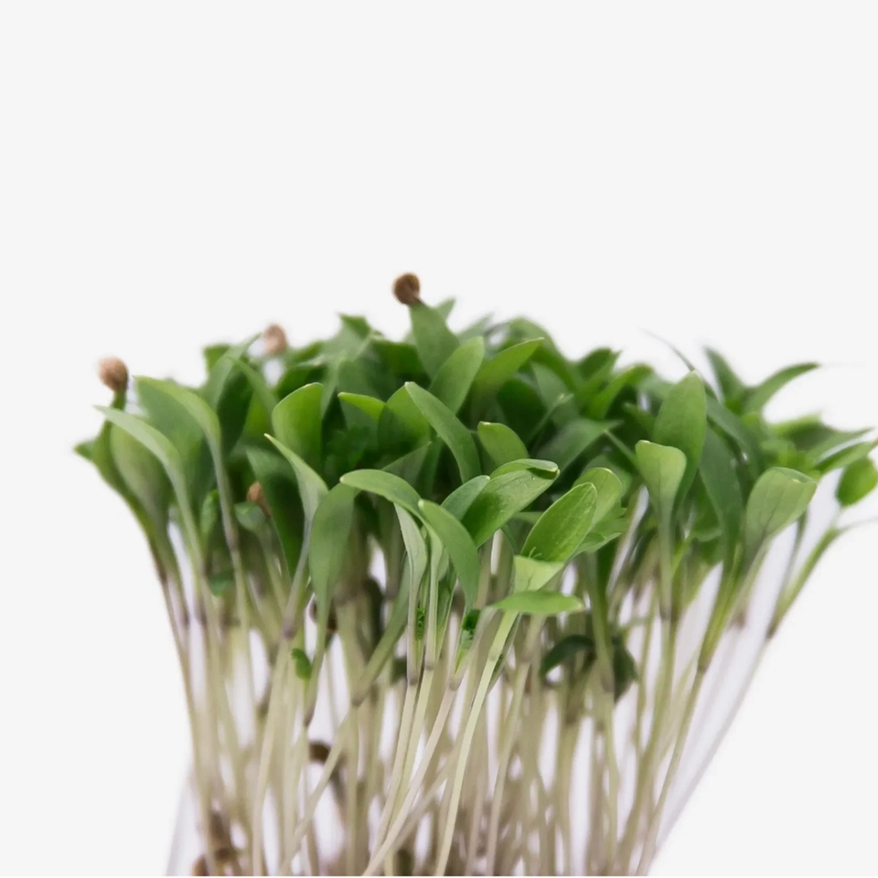 Microverde de Coentro