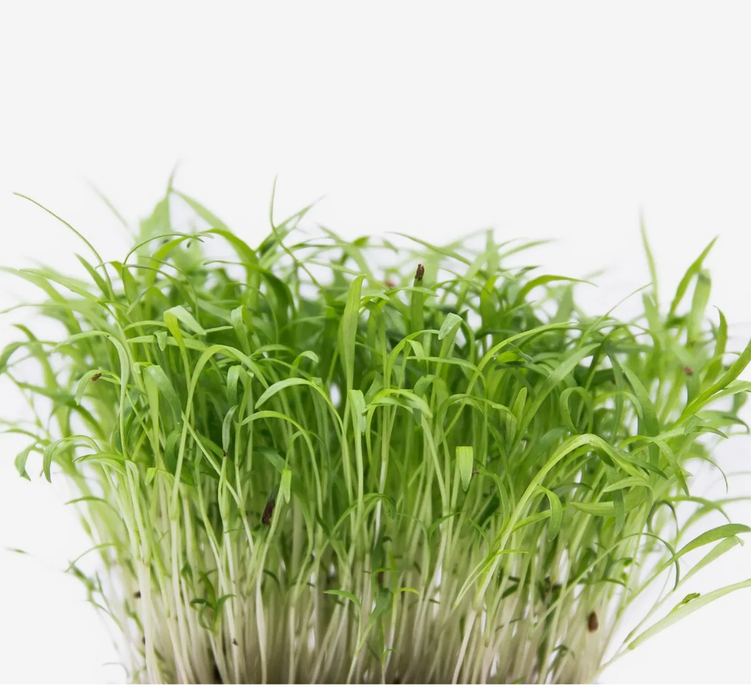 Microverde de Cenoura