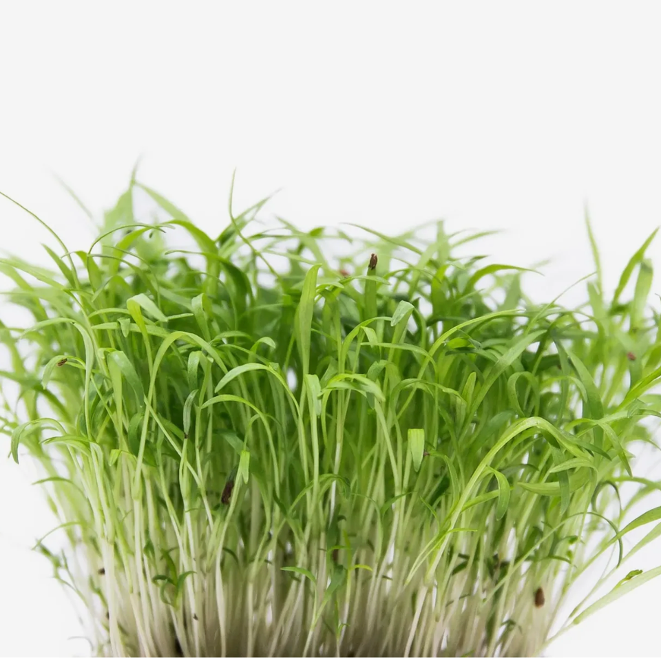 Microverde de Cenoura