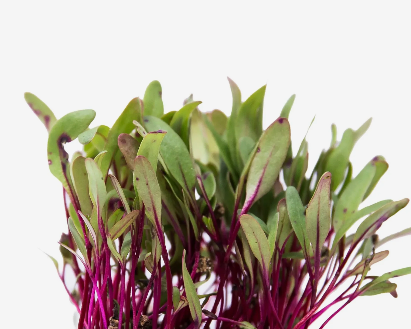 Microverde de Beterraba