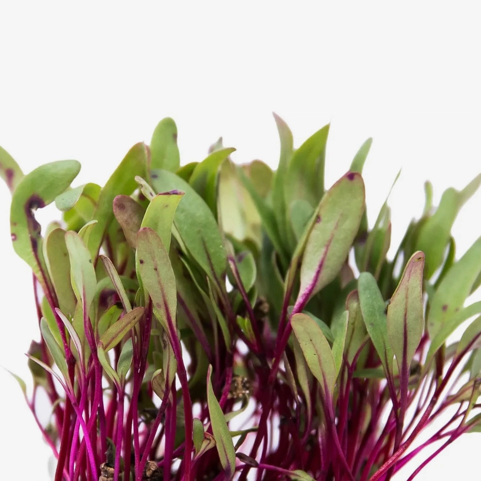 Microverde de Beterraba