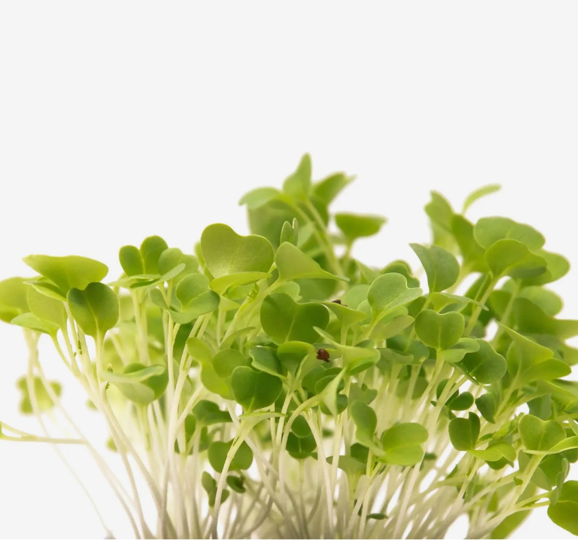 Microverde de Mostarda