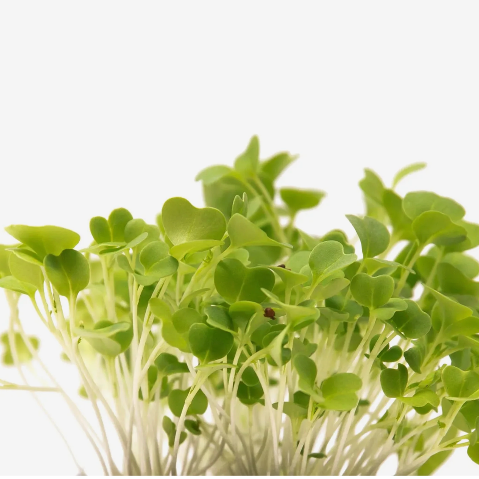 Microverde de Mostarda