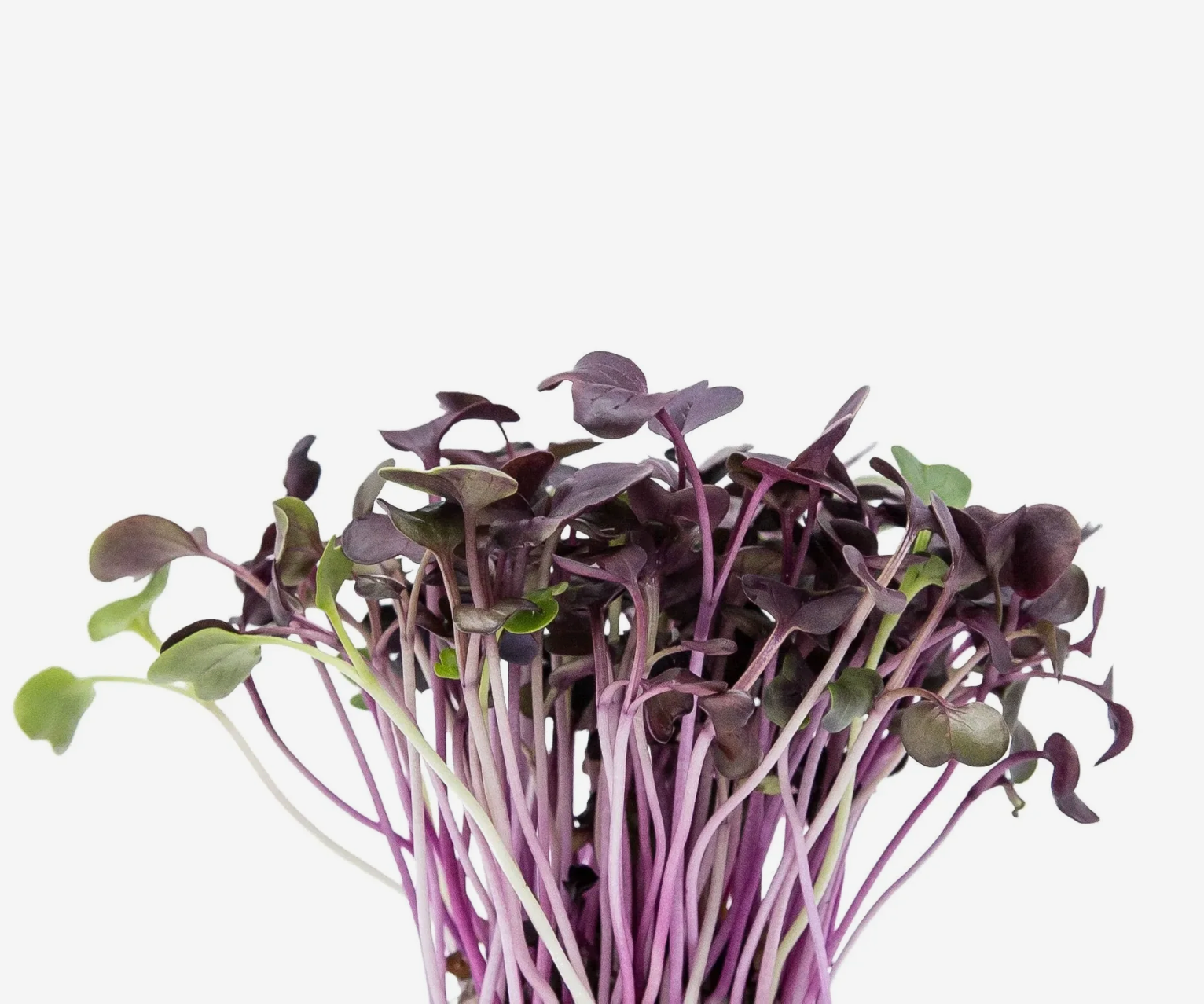 Microverde de Rabanete Roxo