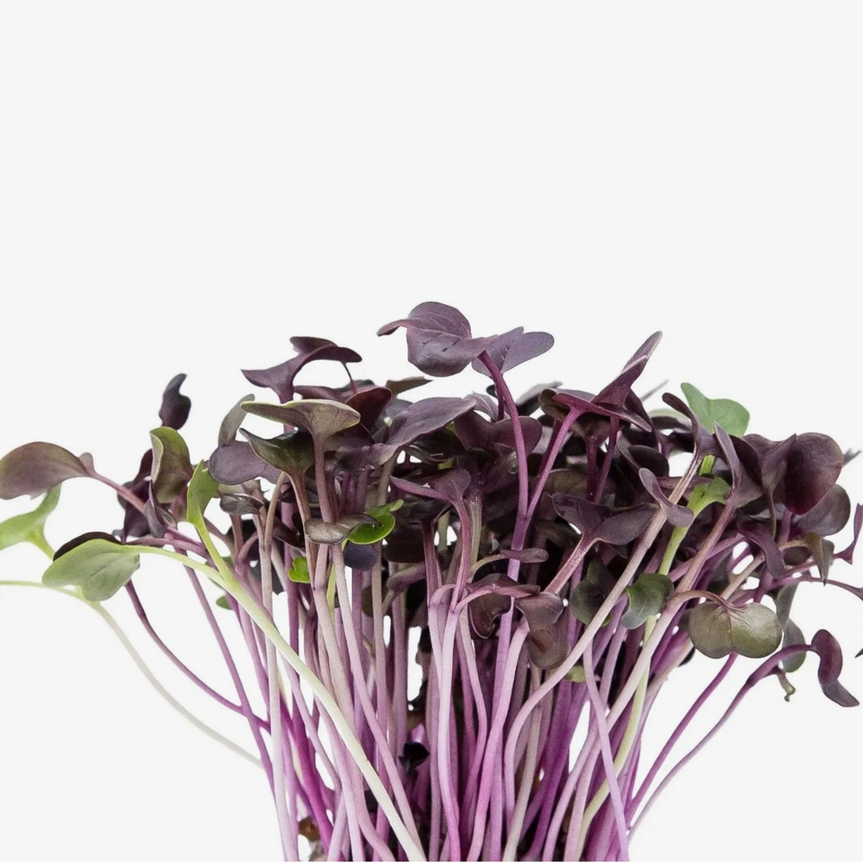 Microverde de Rabanete Roxo