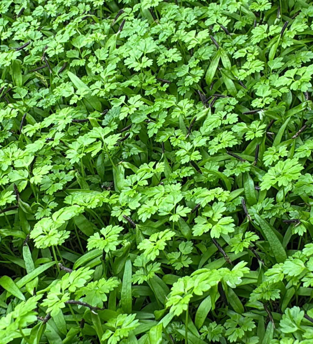 Microverdes de Cerefólio