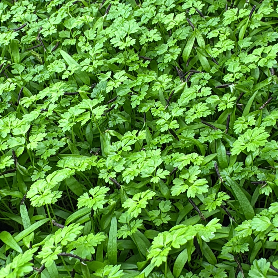 Microverdes de Cerefólio