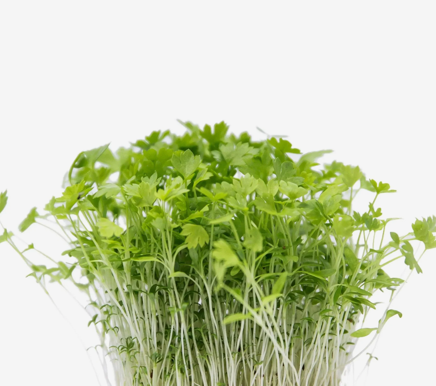 Microverdes de Salsa