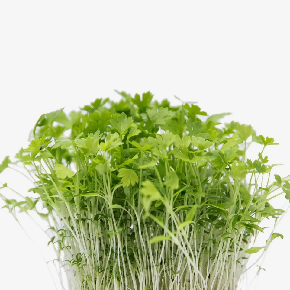 Microverdes de Salsa