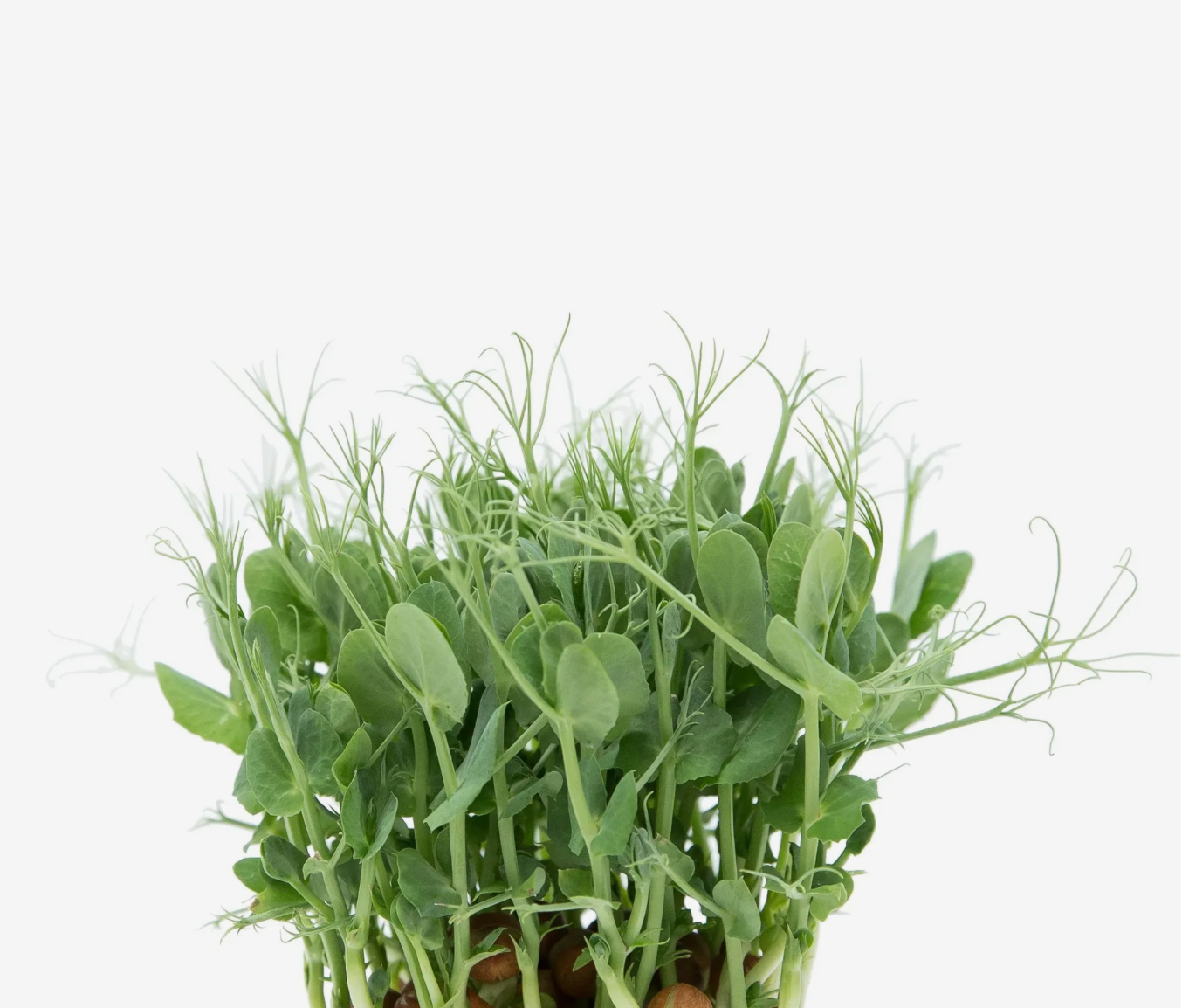 Microverde de Ervilha