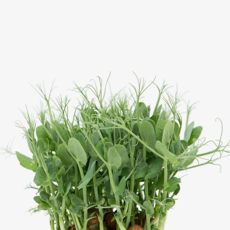 Microverde de Ervilha