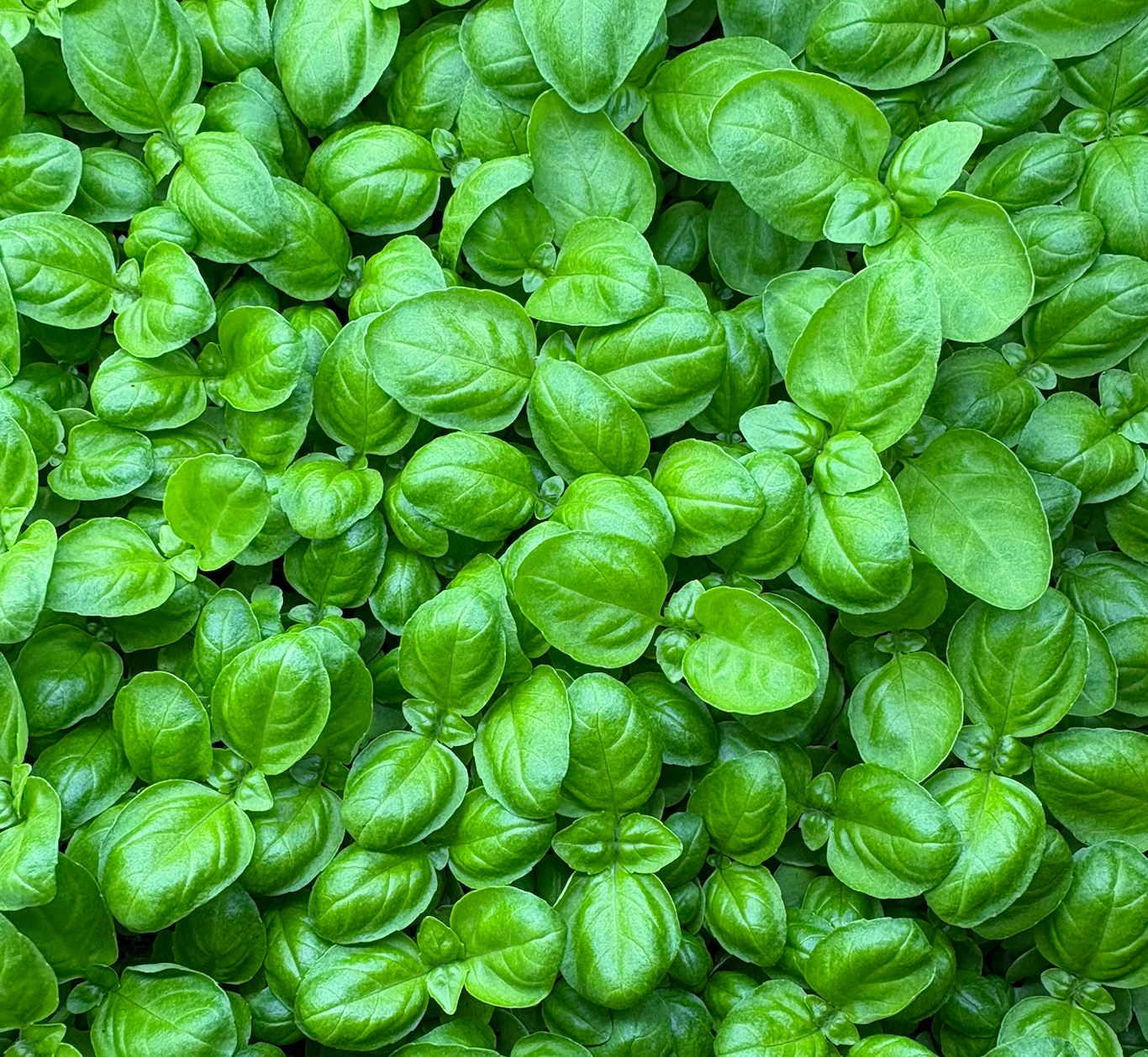 Microverde de Manjericão
