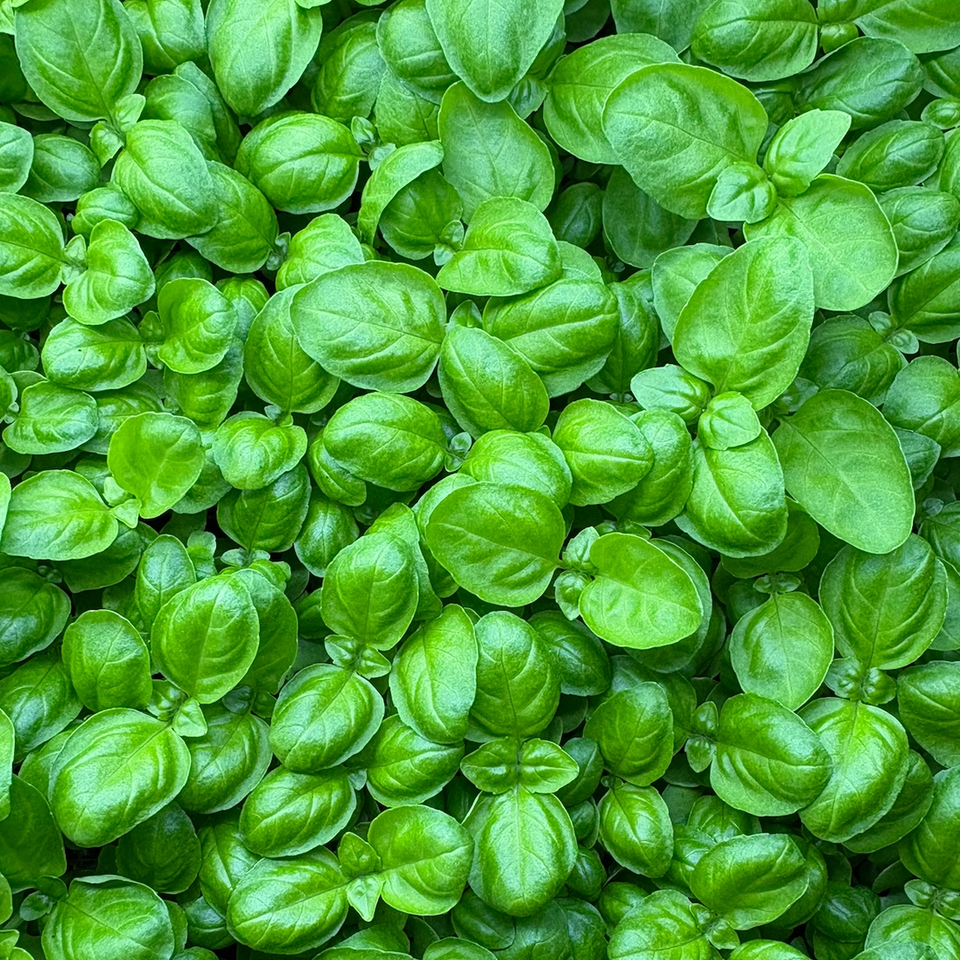 Microverde de Manjericão