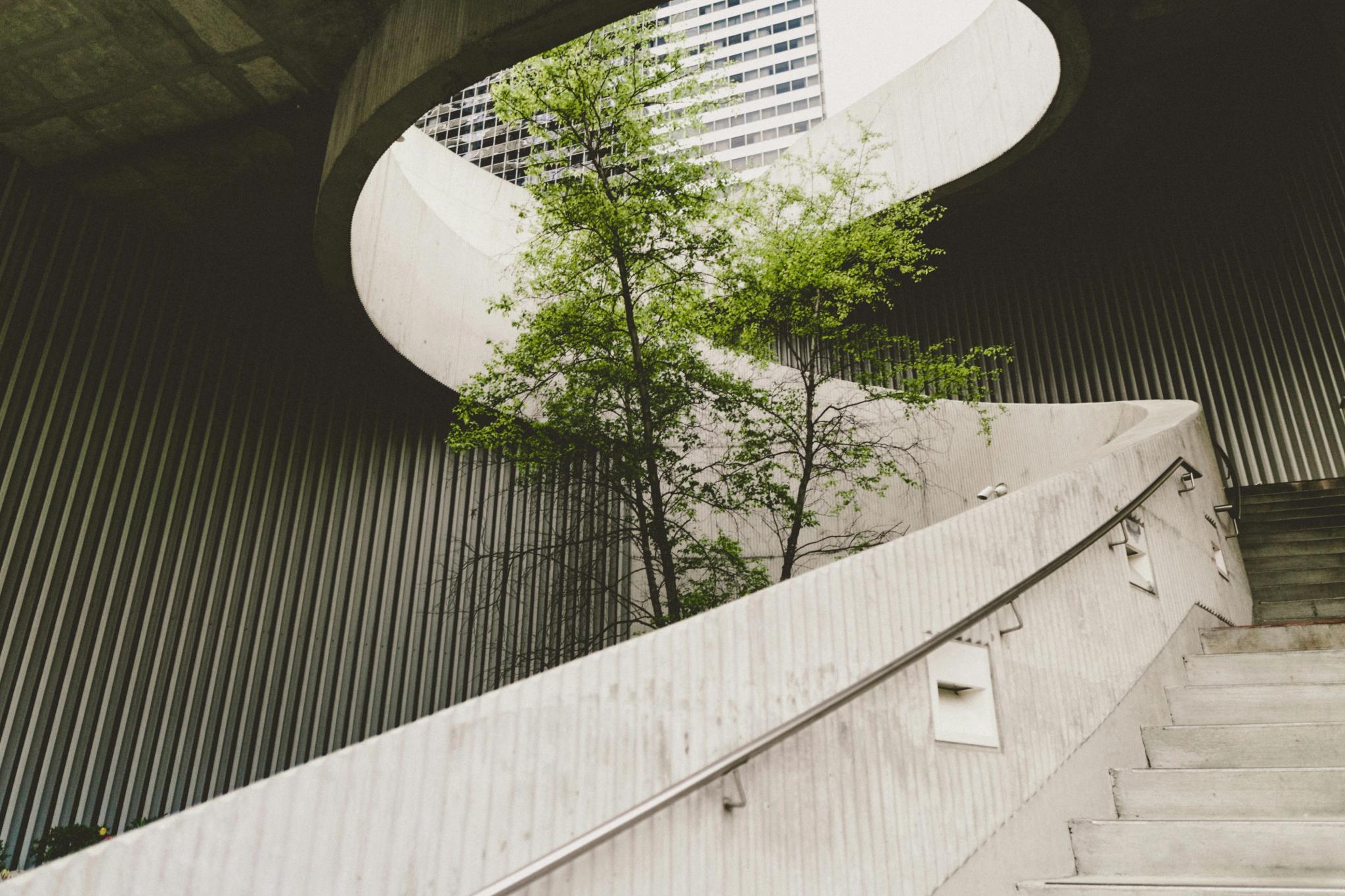 Tree growing in the center of a spiraling concrete staircase