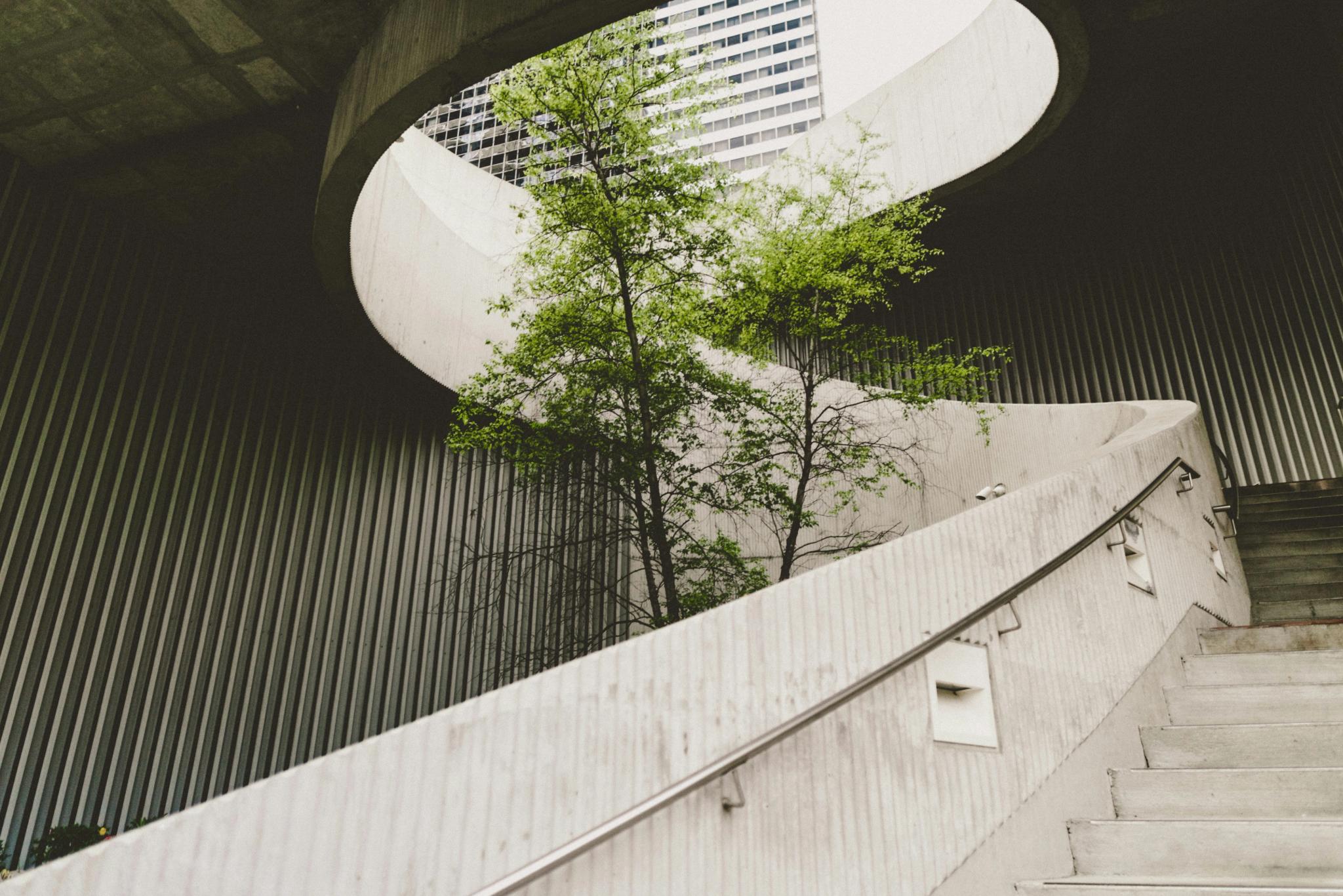 Tree growing in the center of a spiraling concrete staircase