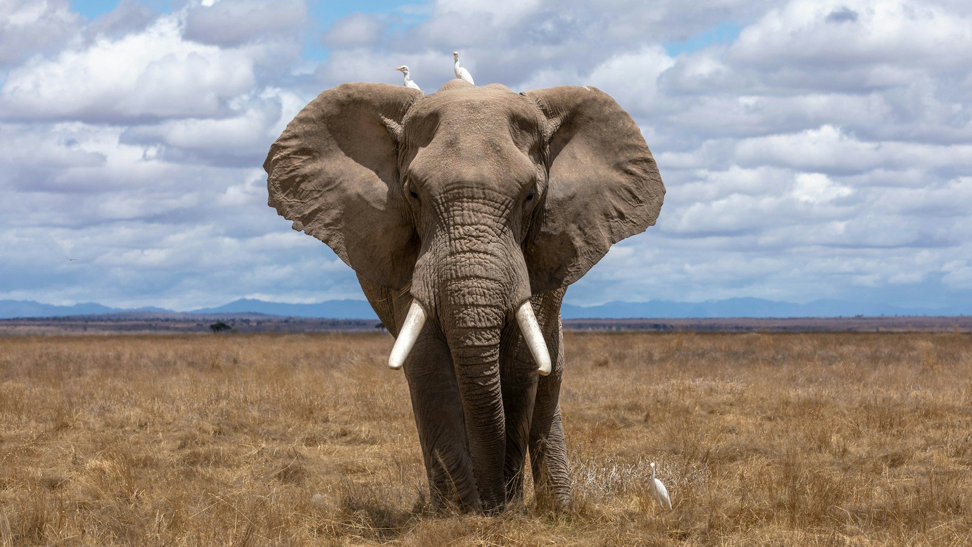 Un elefante, la mascotte di PHP, cammina nella savana verso chi guarda