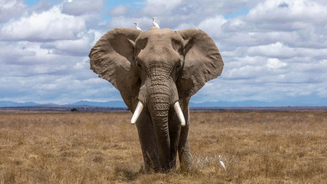 Un elefante, la mascotte di PHP, cammina nella savana verso chi guarda