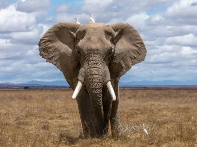 Un elefante, la mascotte di PHP, cammina nella savana verso chi guarda